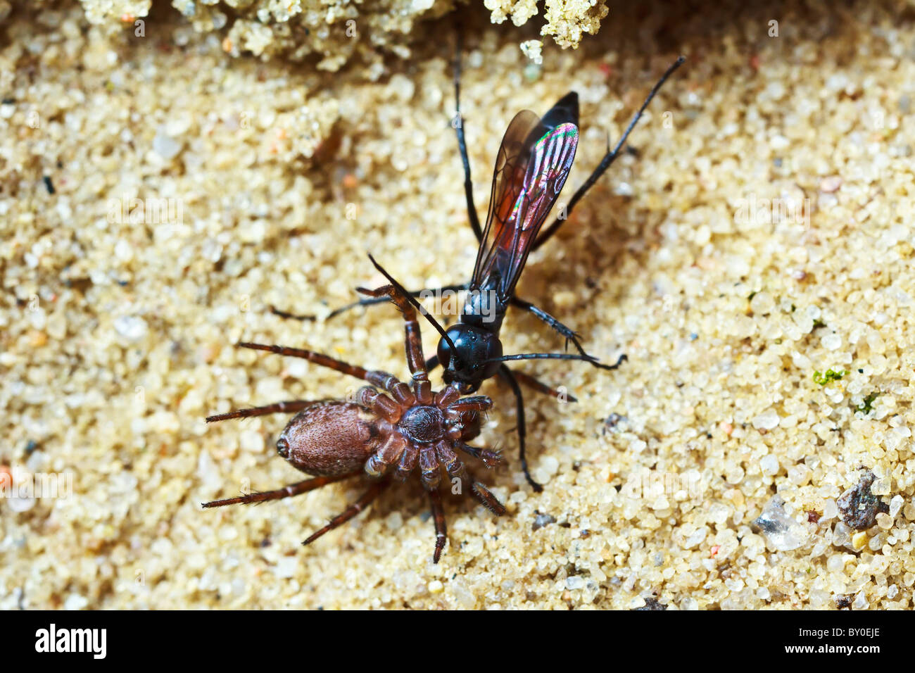 Black- banded spider wasp (Anoplius viaticus) with spider prey Stock Photo