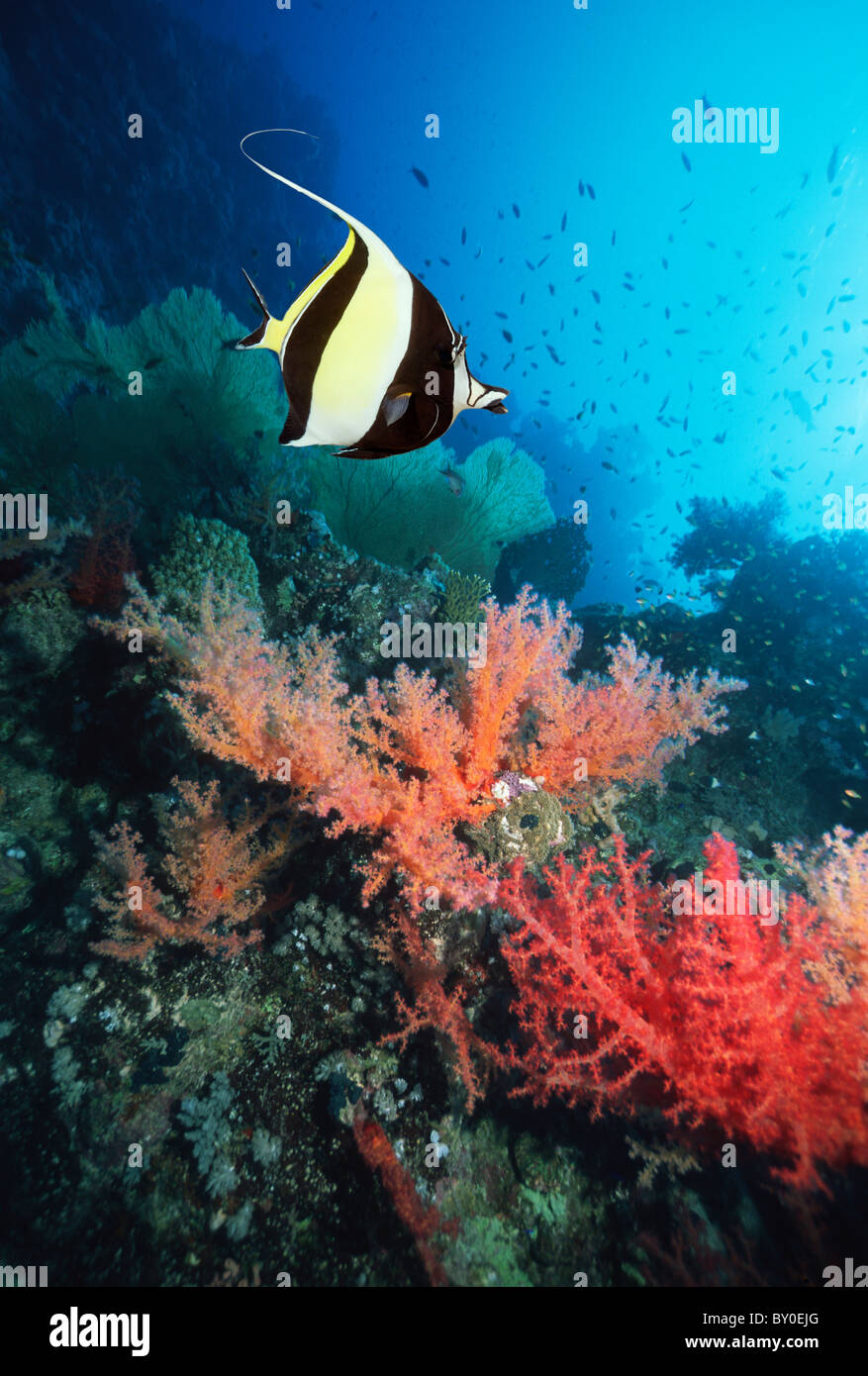 Moorish idol (Zanclus cornutus) and soft corals. Andaman Sea, Thailand. Stock Photo