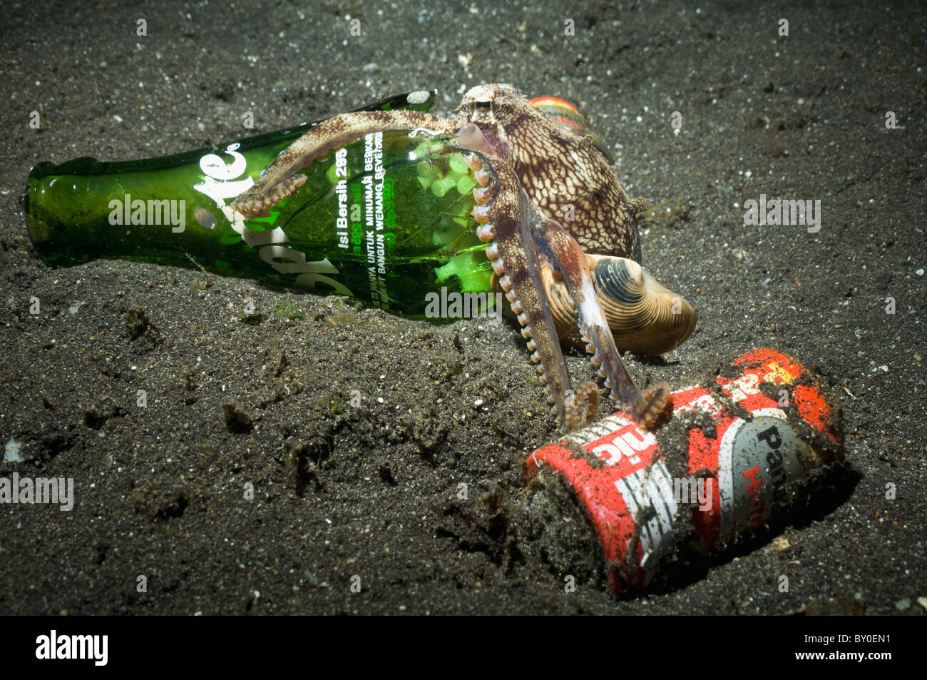 Veined octopus (Octopus marginatus) with a broken Sprite bottle it uses for shelter investigating a battery Stock Photo