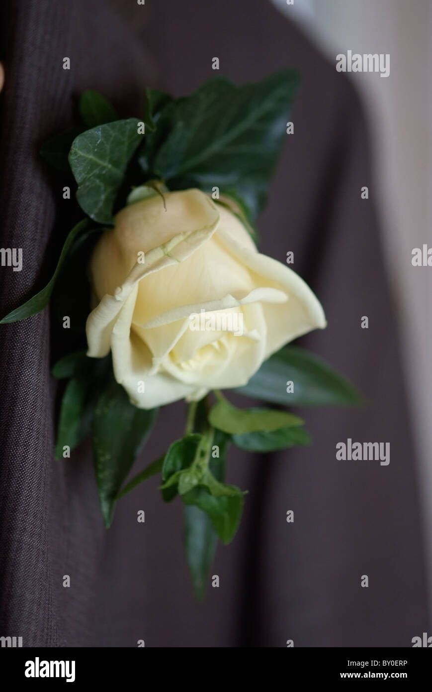 A white rose on the wedding suit of the groom Stock Photo
