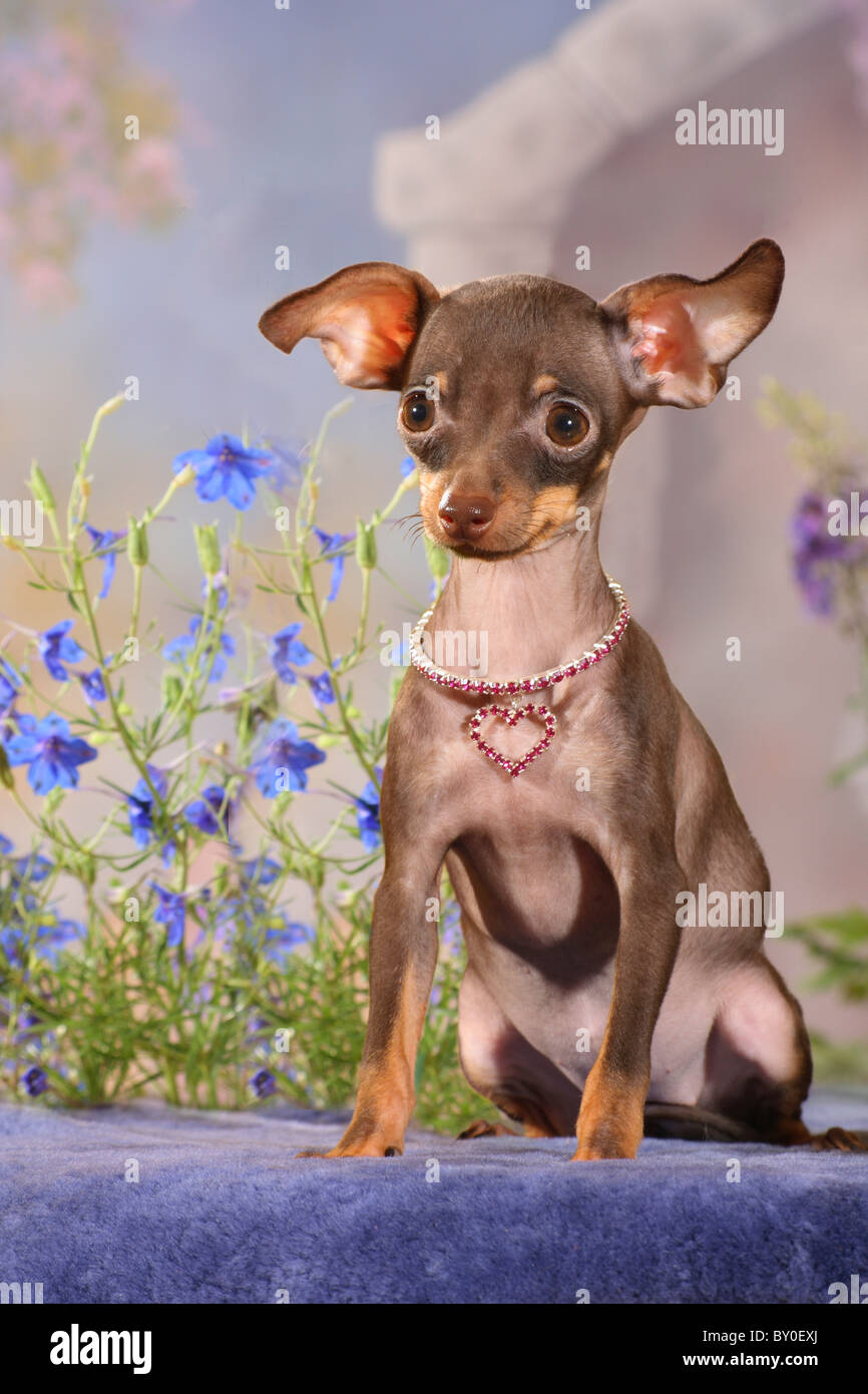 Russian Toy Terrier dog - sitting Stock Photo