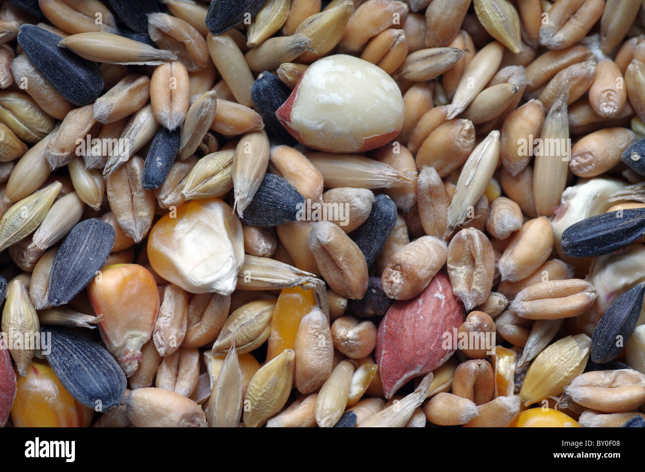 Bird seed close up Stock Photo Alamy