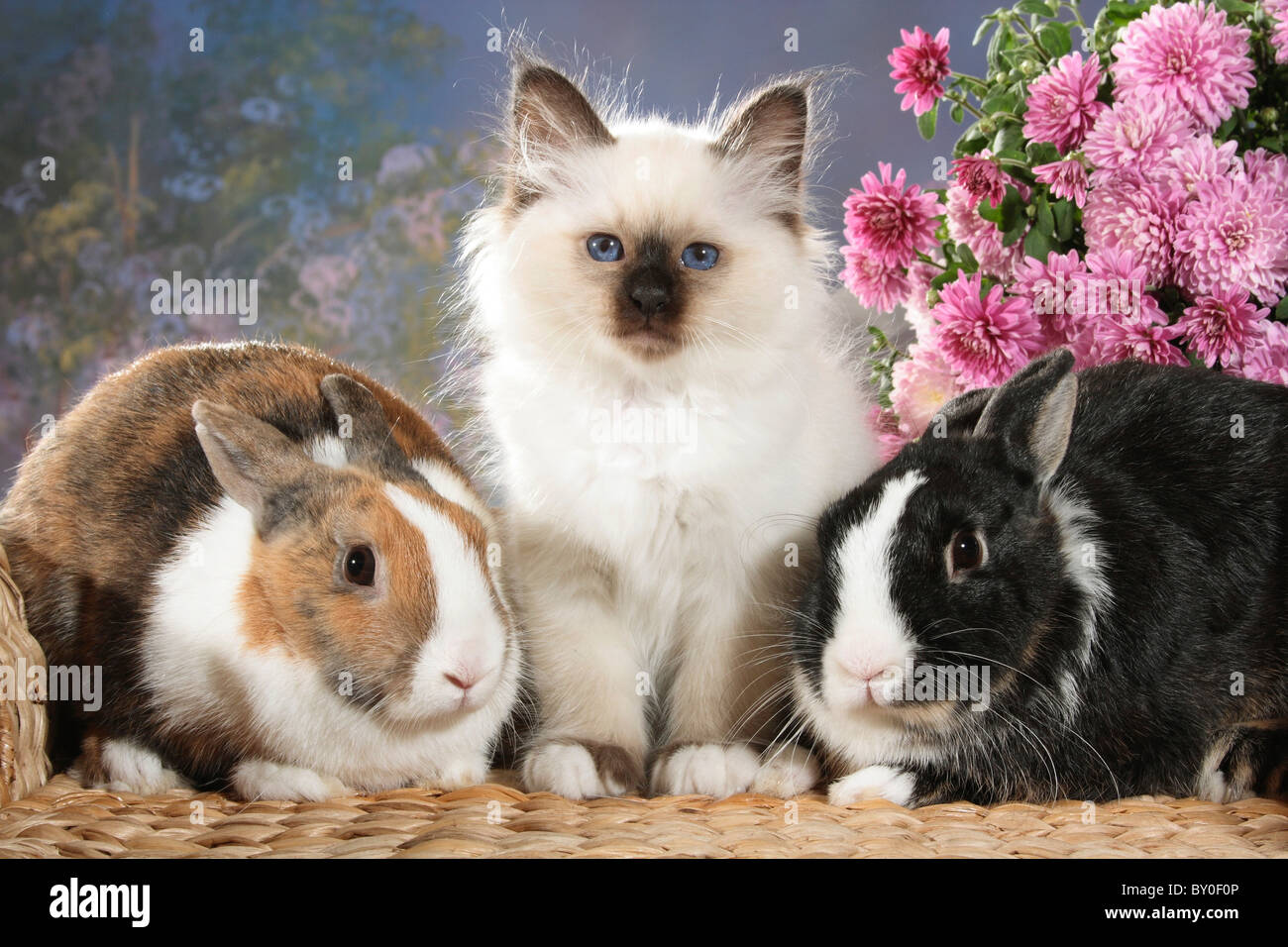 animal friendship : Sacred cat of Burma kitten and two rabbits Stock ...