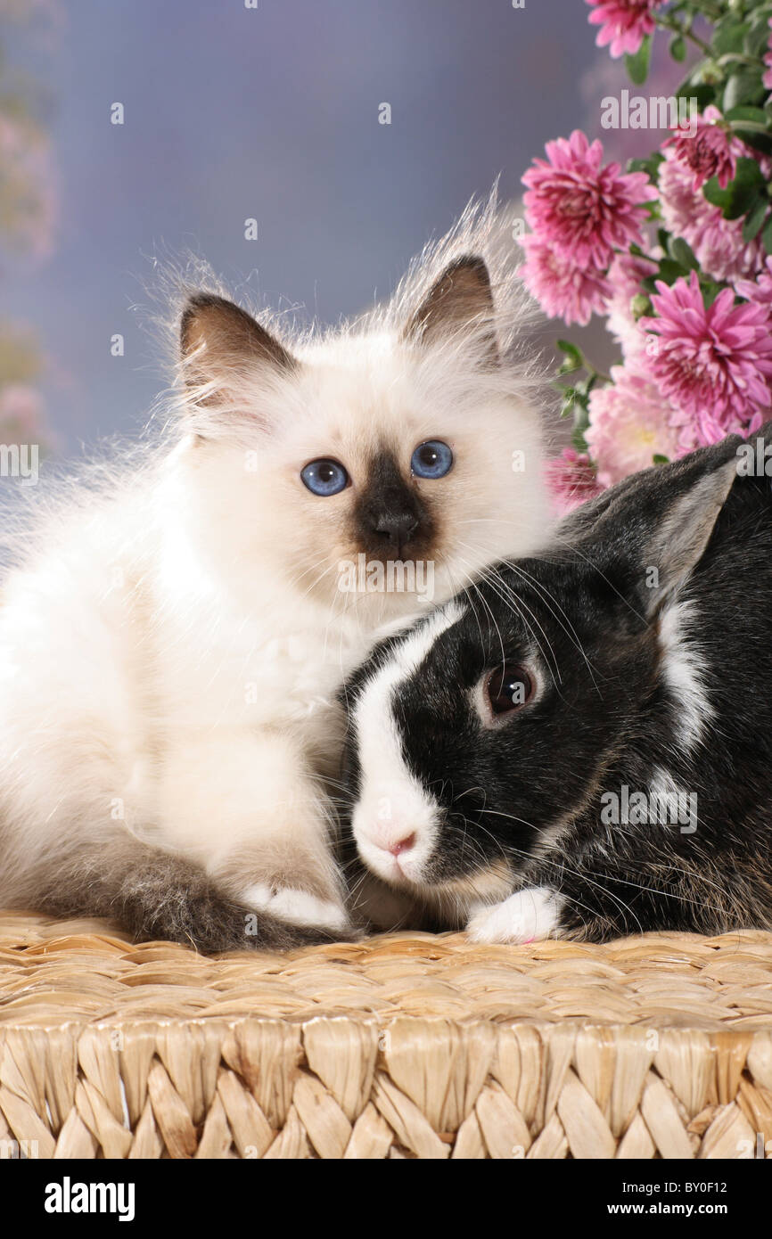 animal friendship : Sacred cat of Burma kitten and rabbit Stock Photo ...