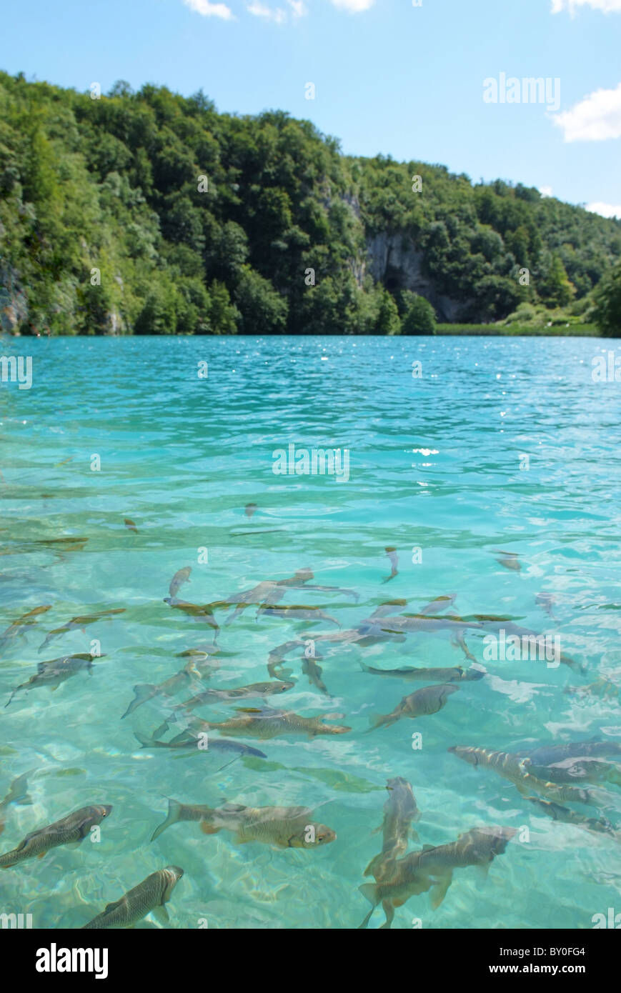 Crystal clear water of a lake in Croatia with fishes Stock Photo