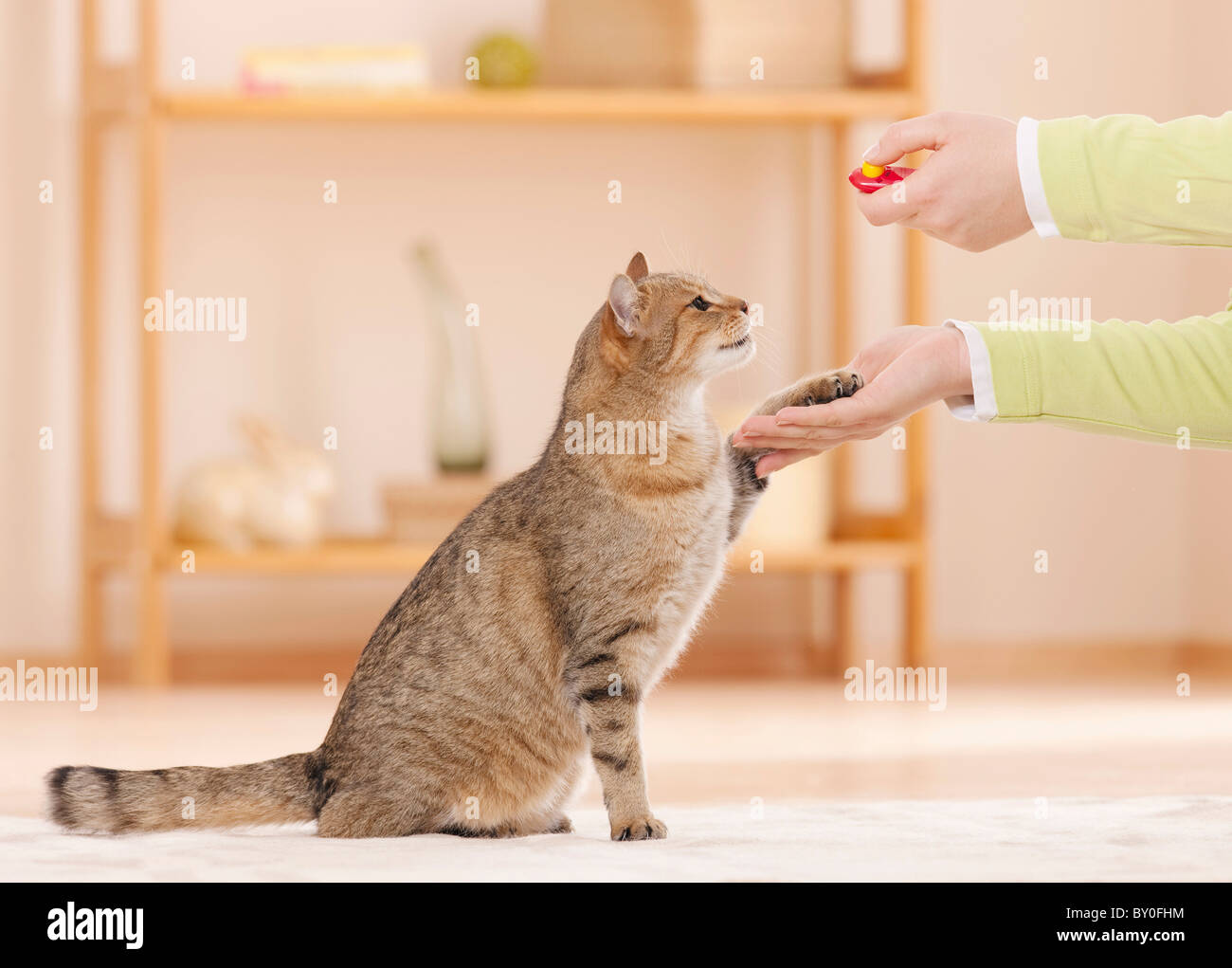 Domestic cat lifting paw. Clicker training Stock Photo Alamy