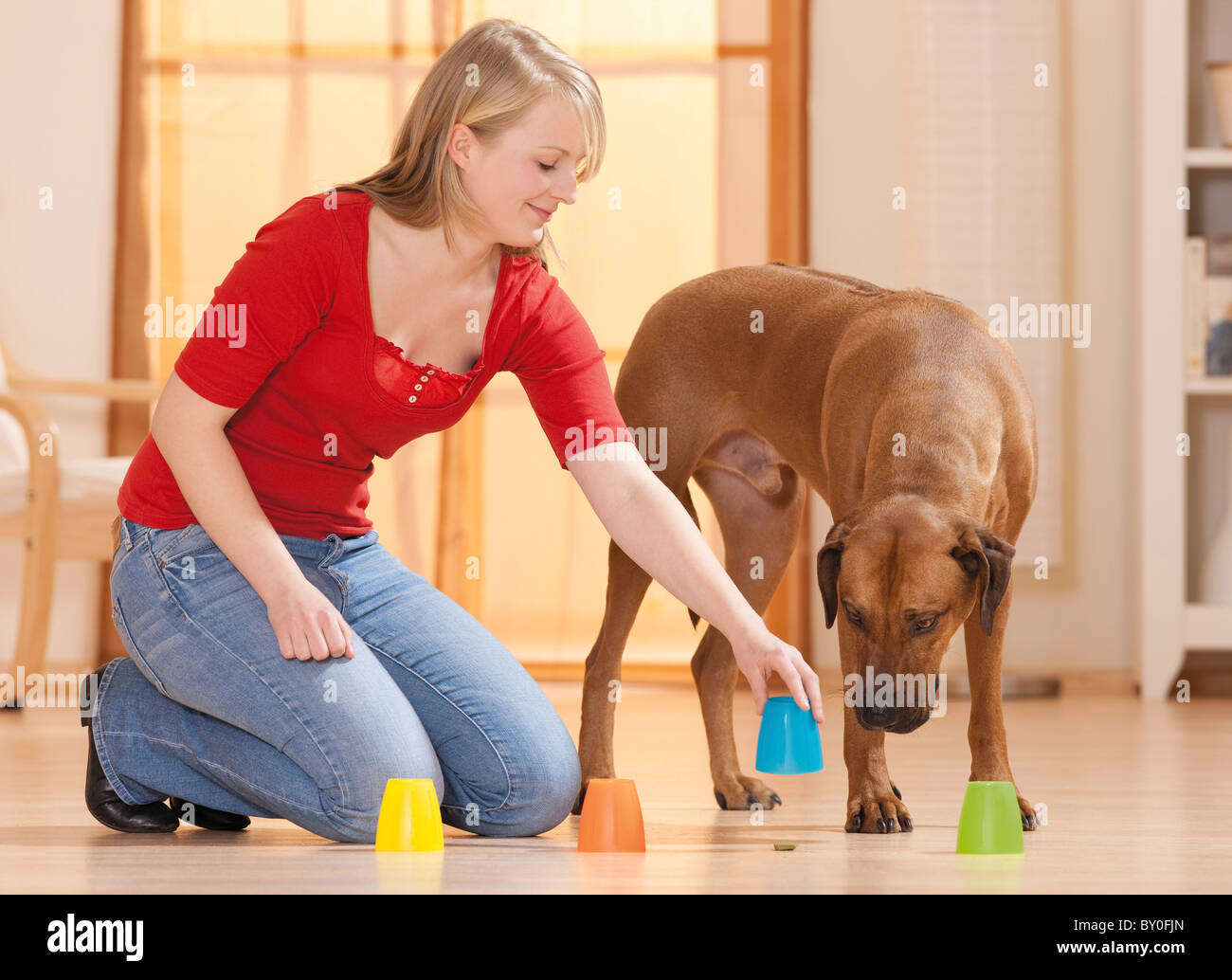 woman and Rhodesian Ridgeback dog - intelligence test Stock Photo - Alamy