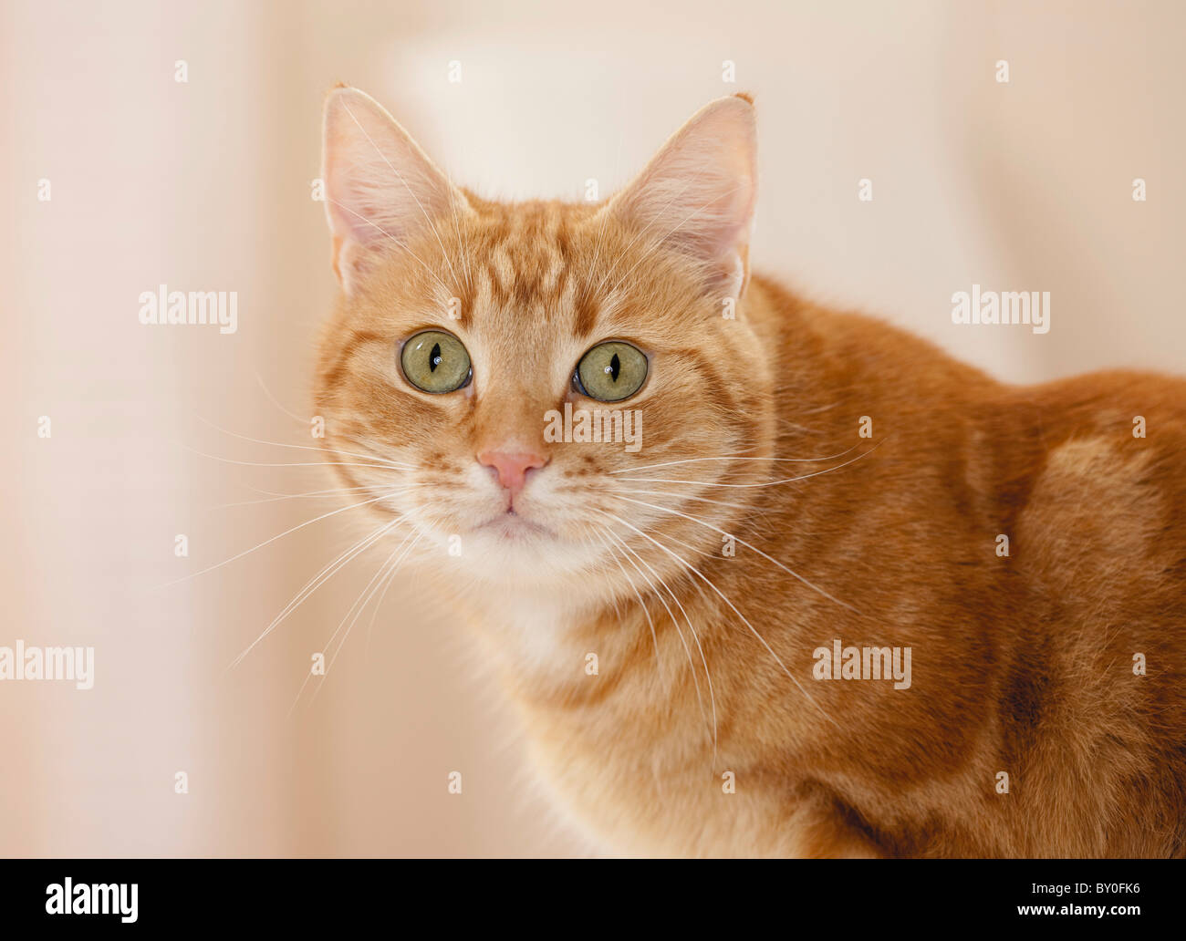 domestic cat - portrait Stock Photo - Alamy