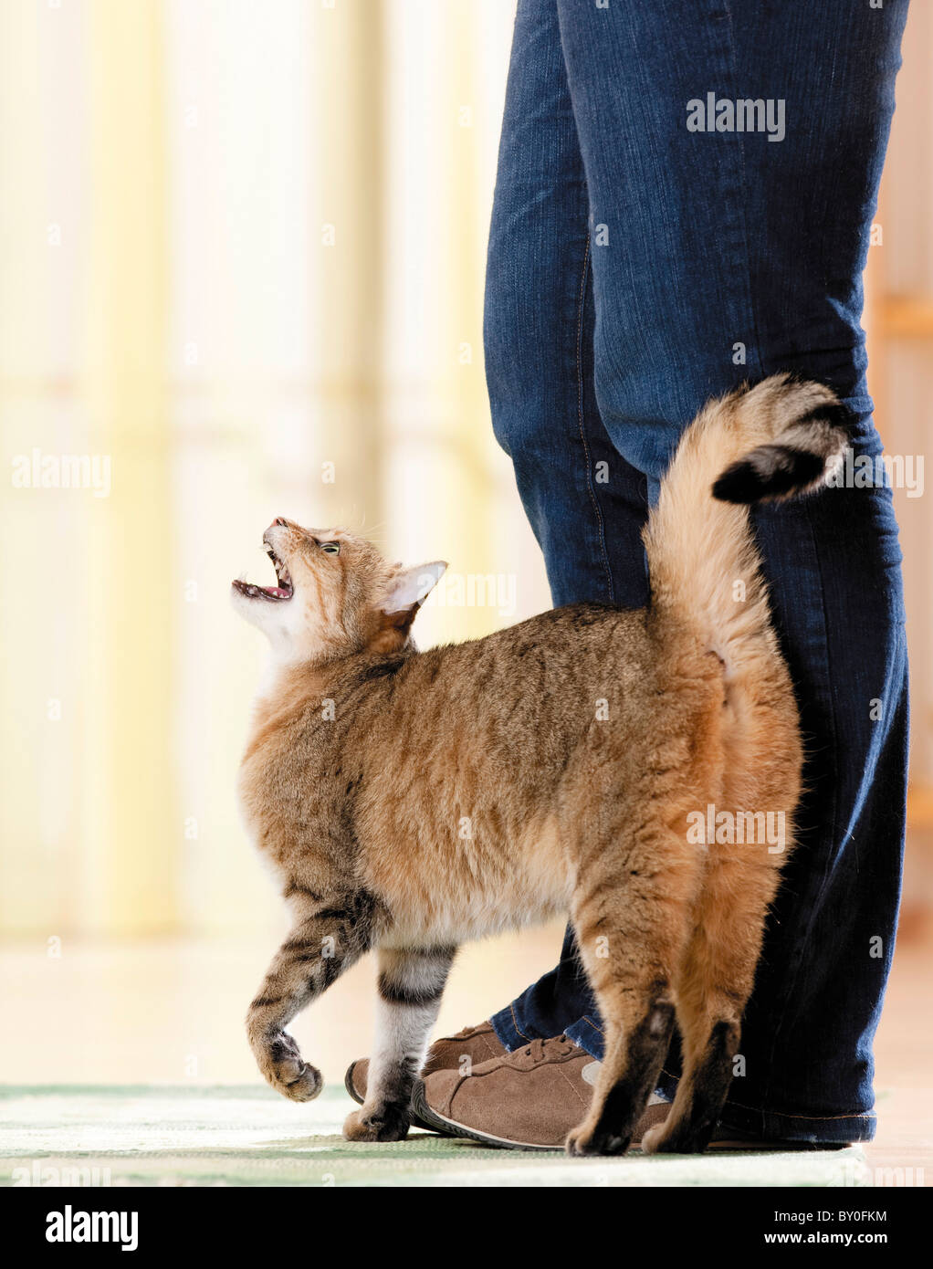 behaviour-domestic-cat-rubbing-against-legs-stock-photo-33818392