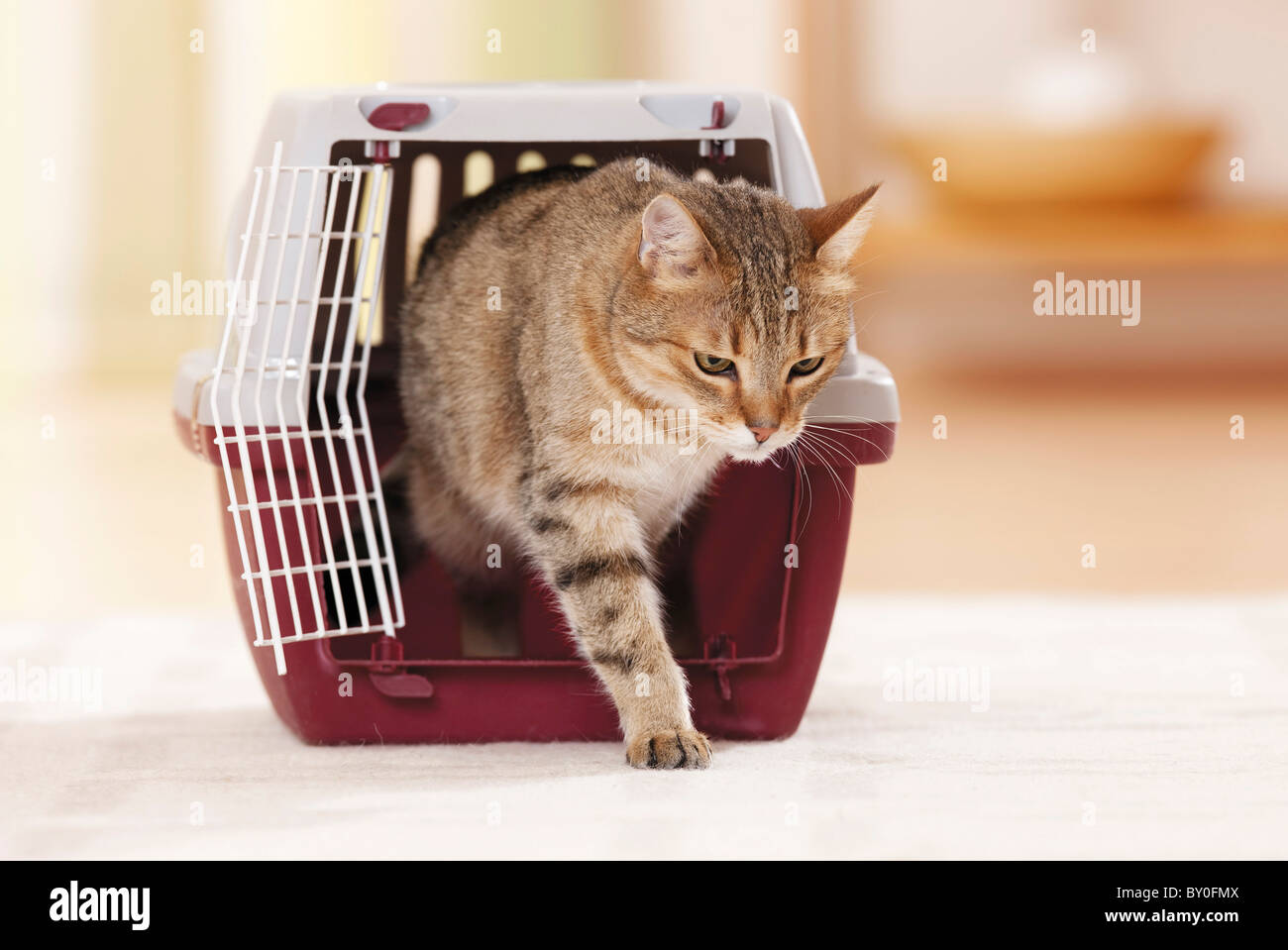 Domestic Cat Walking Out Of Transport Box Stock Photo Alamy
