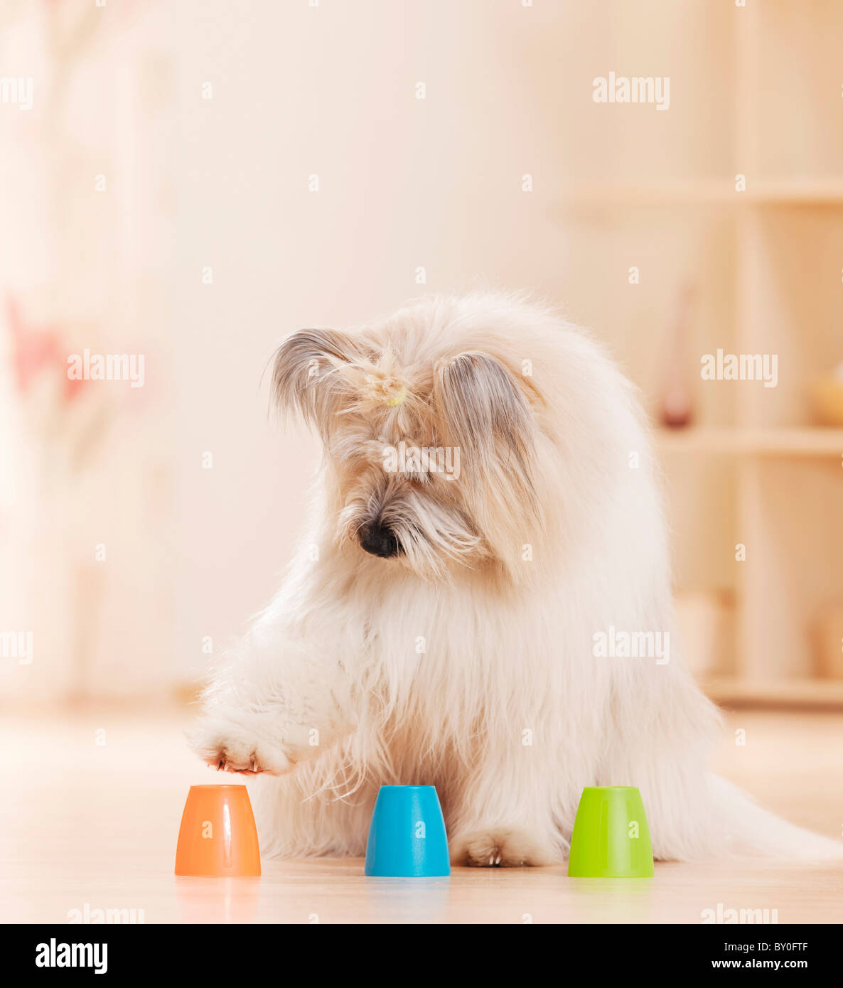 Elo dog intelligence test Stock Photo Alamy