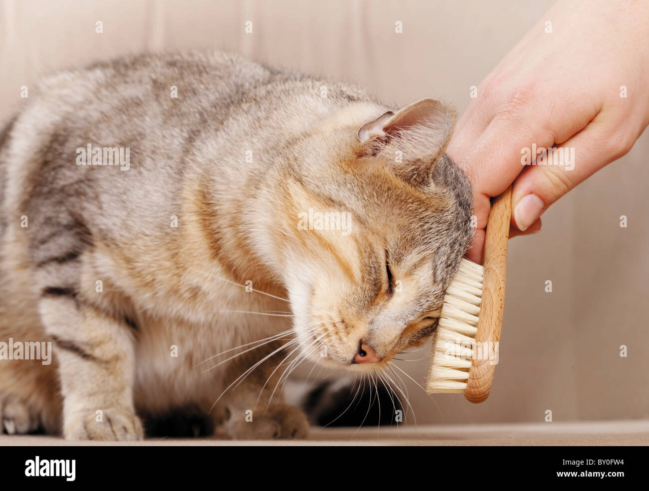 domestic cat being brushed Stock Photo Alamy