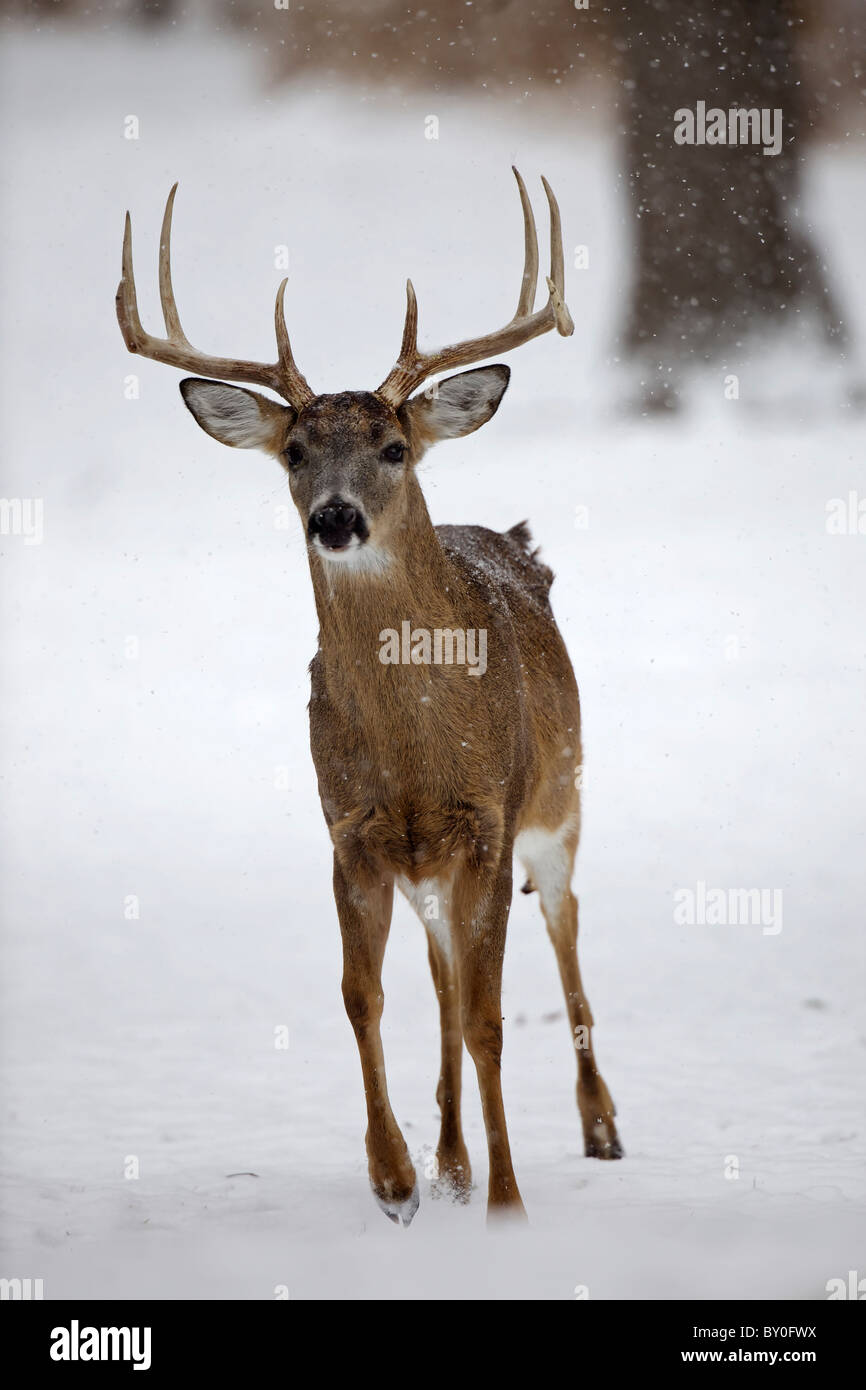 White-tailed Deer (Odocoileus virginianus) New York - Buck - In snow Stock Photo