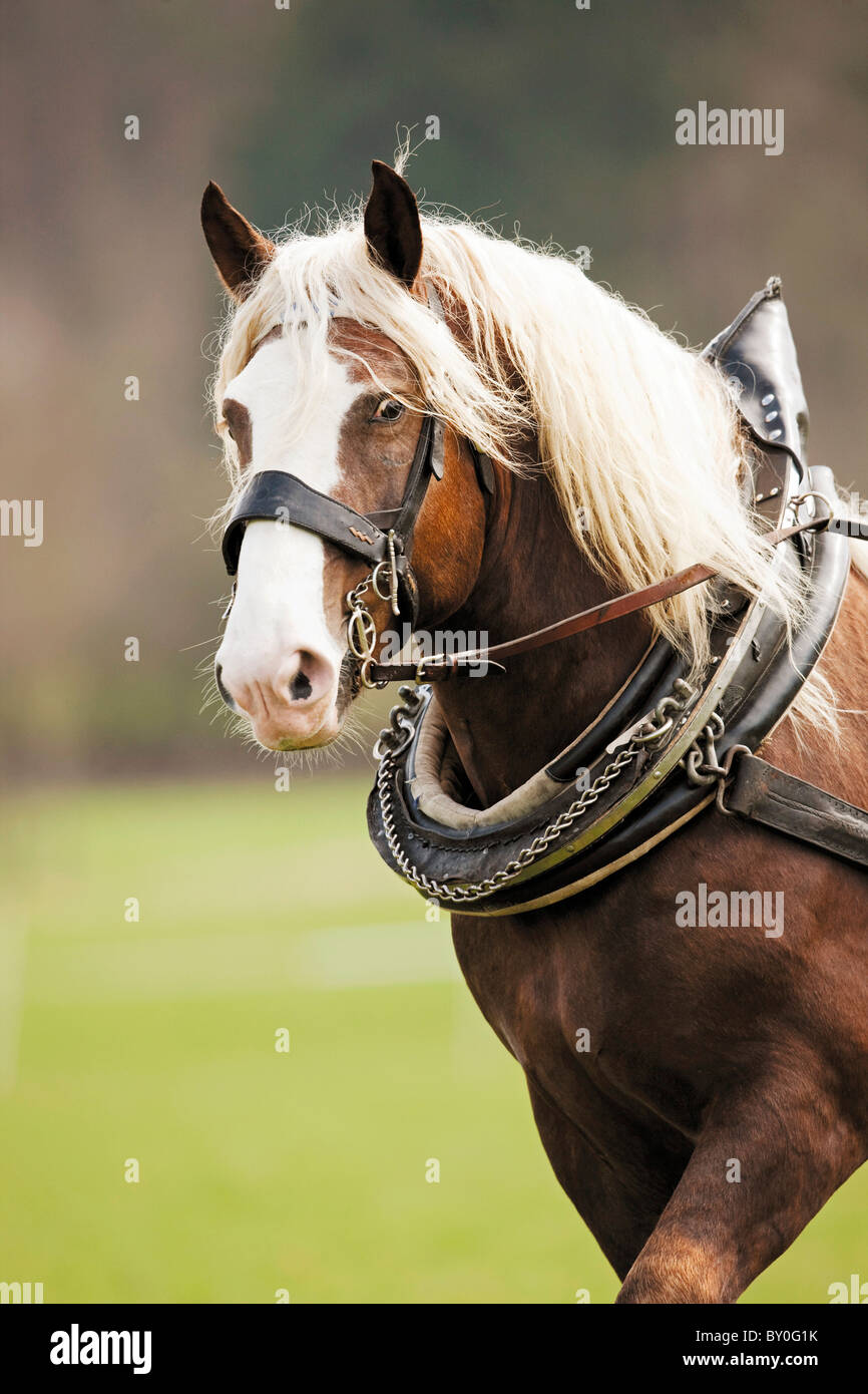 Coldblooded horse portrait Stock Photo Alamy