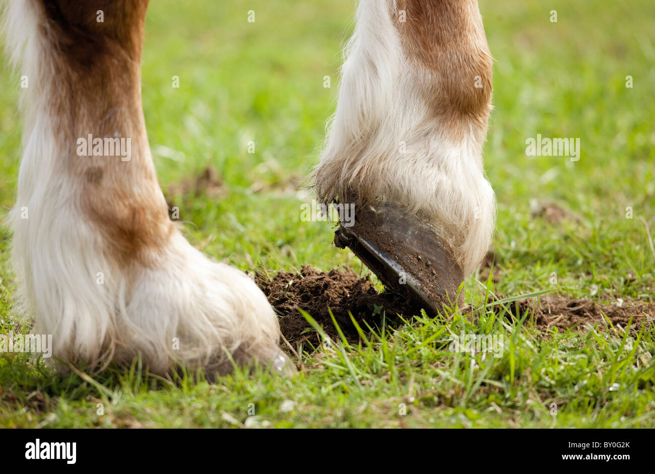 Cold-blooded horse - hooves Stock Photo