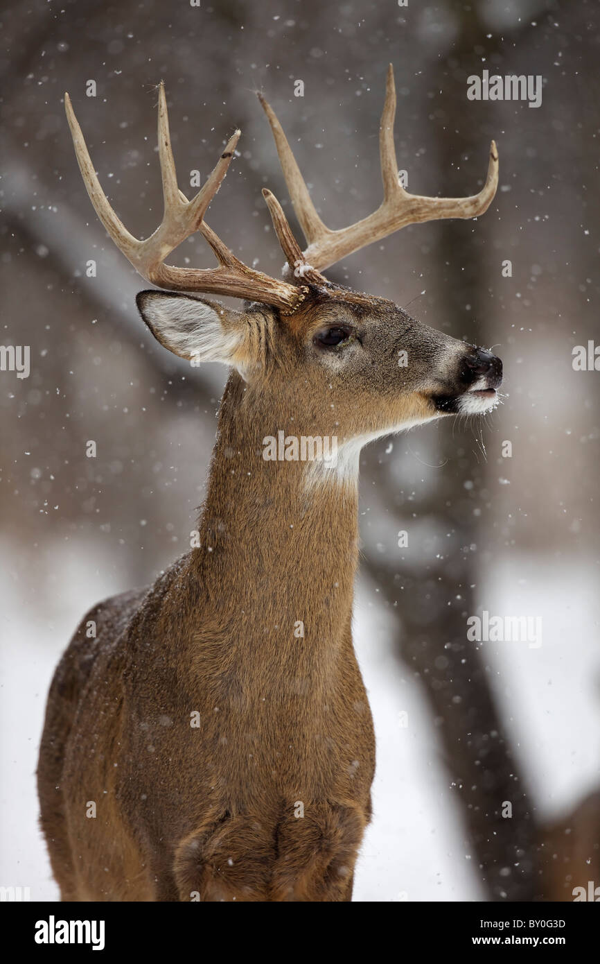 White-tailed Deer (Odocoileus virginianus) New York - Buck - In snow Stock Photo