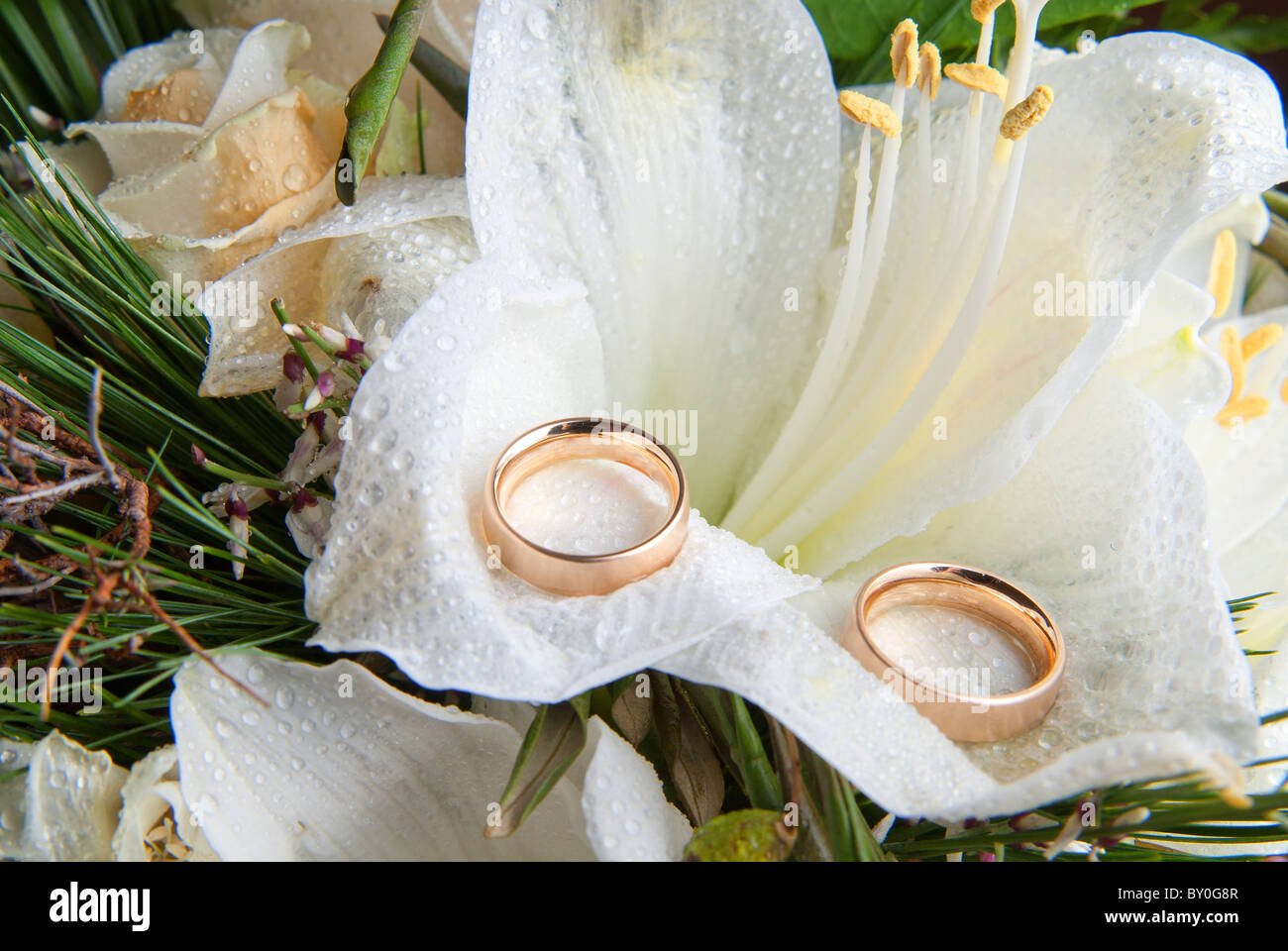 2 golden rings on a white orchid Stock Photo