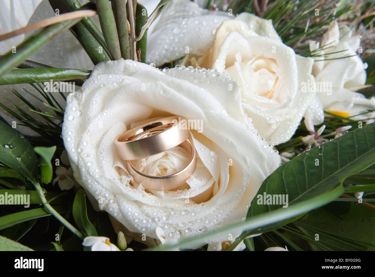 2 golden rings on a white rose Stock Photo