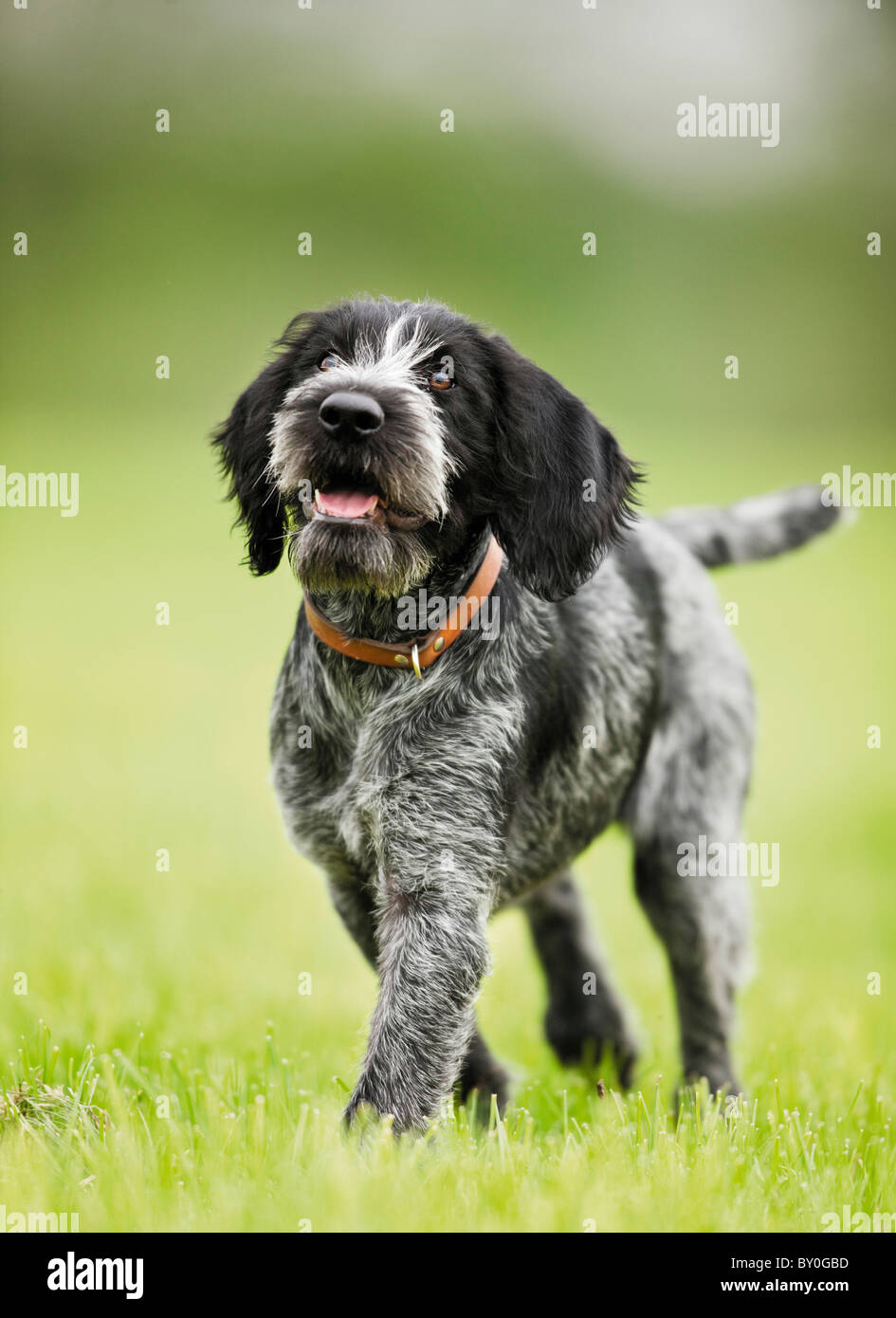 German wirehaired pointer dog - puppy on meadow Stock Photo