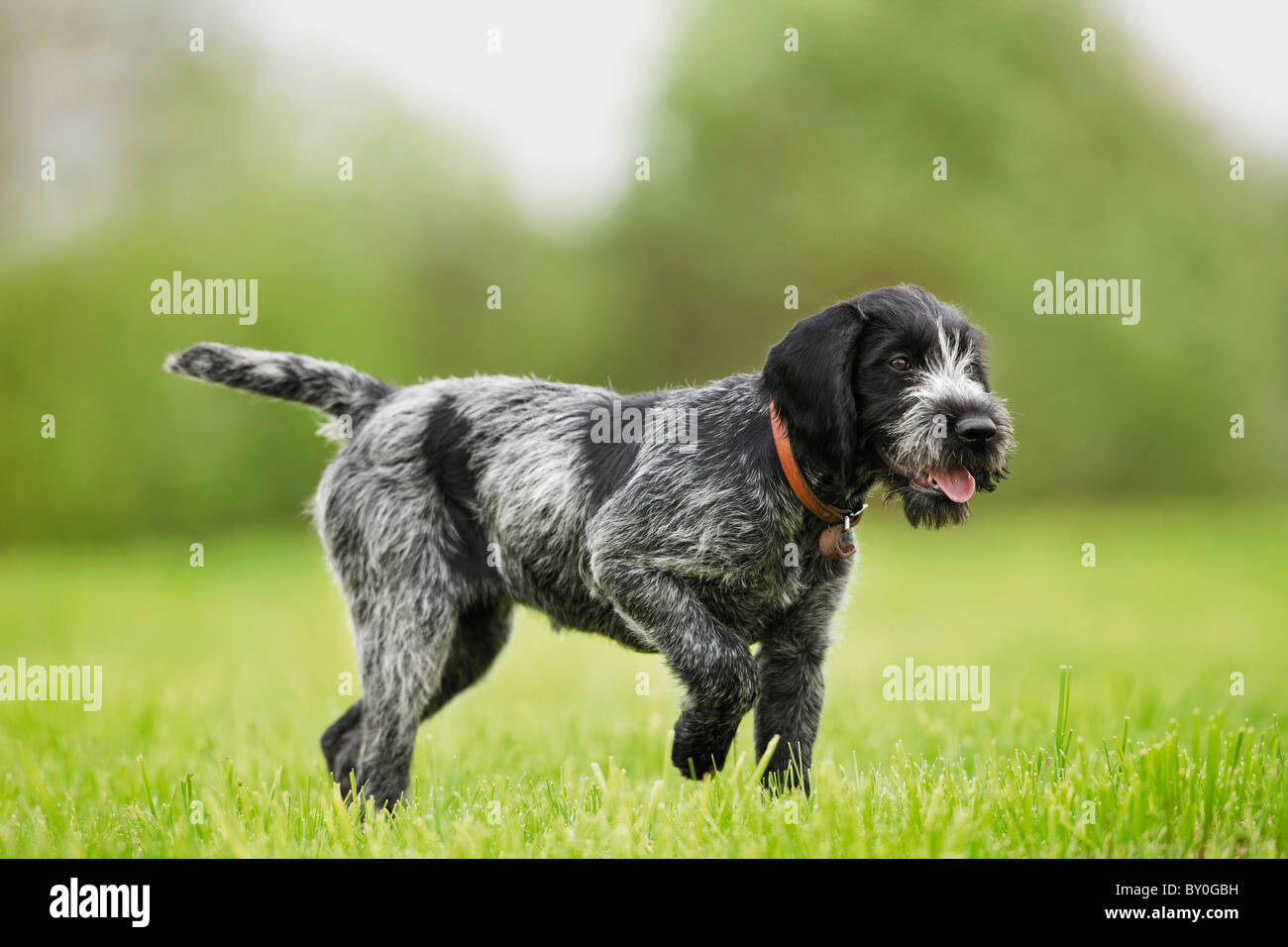 German wirehaired pointer- Juvenile walking on a meadow Stock Photo