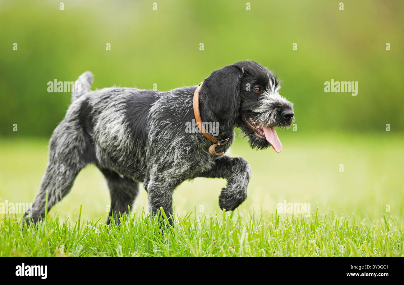 German wirehaired pointer dog - puppy on meadow Stock Photo