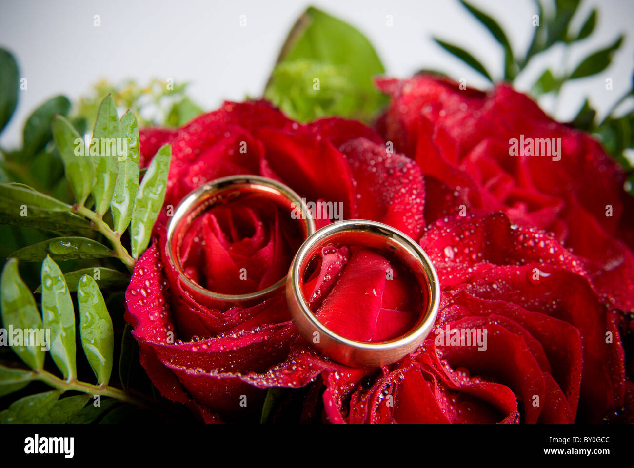 2 golden rings on red roses Stock Photo