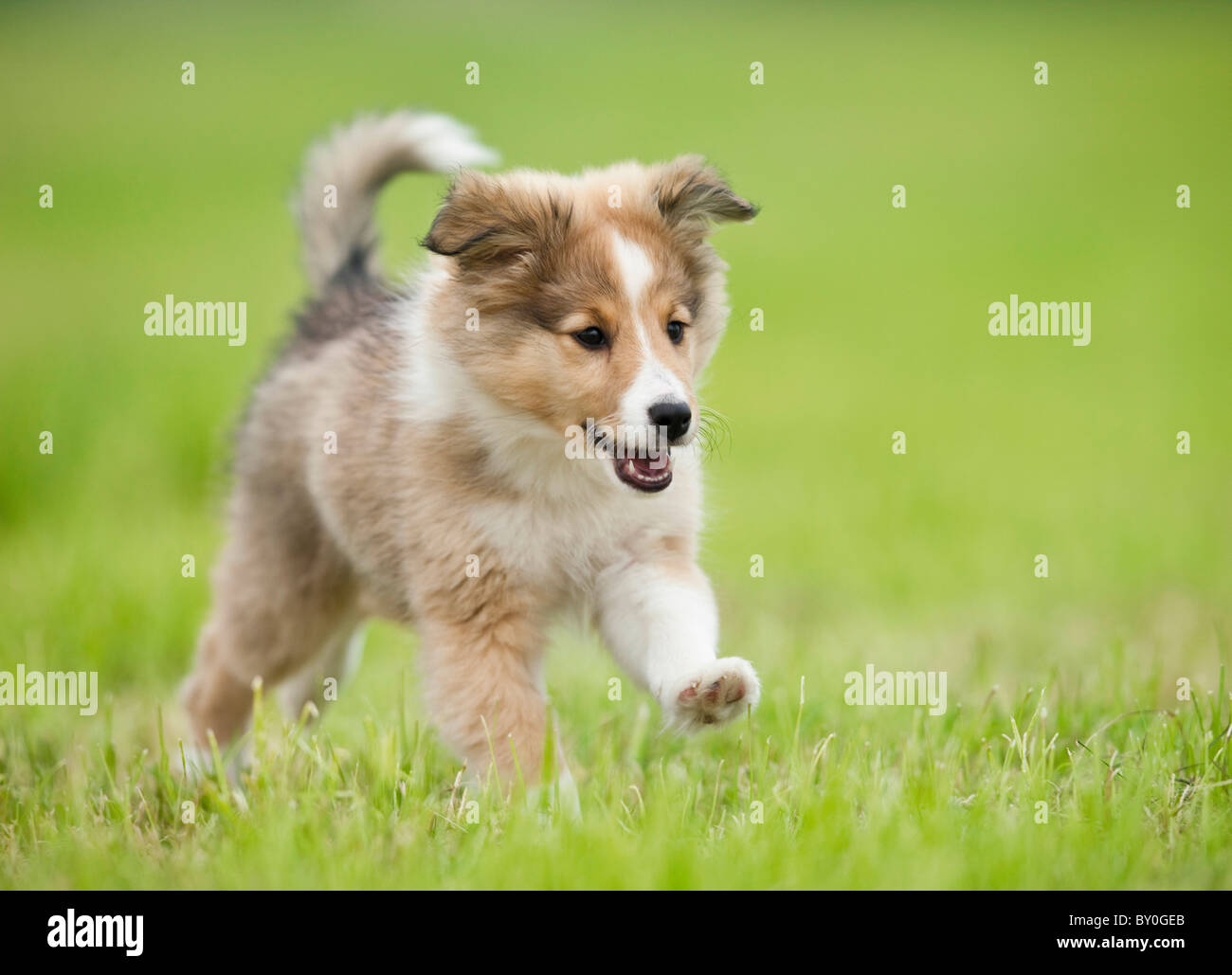 Sheltie. Puppy running on meadow Stock Photo - Alamy