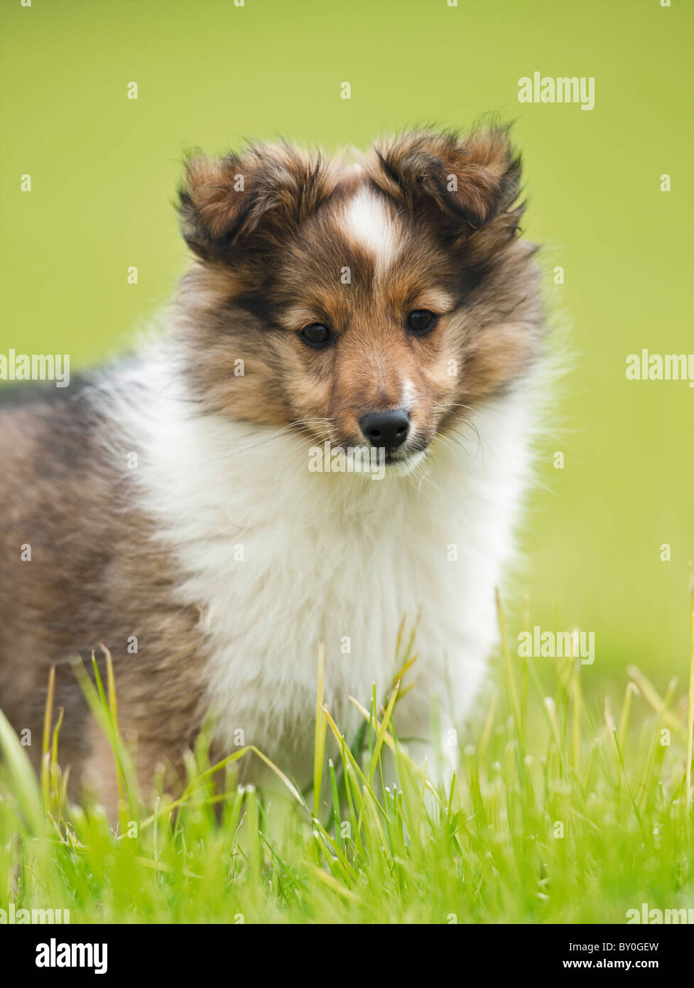Sheltie dog - puppy standing on meadow Stock Photo - Alamy
