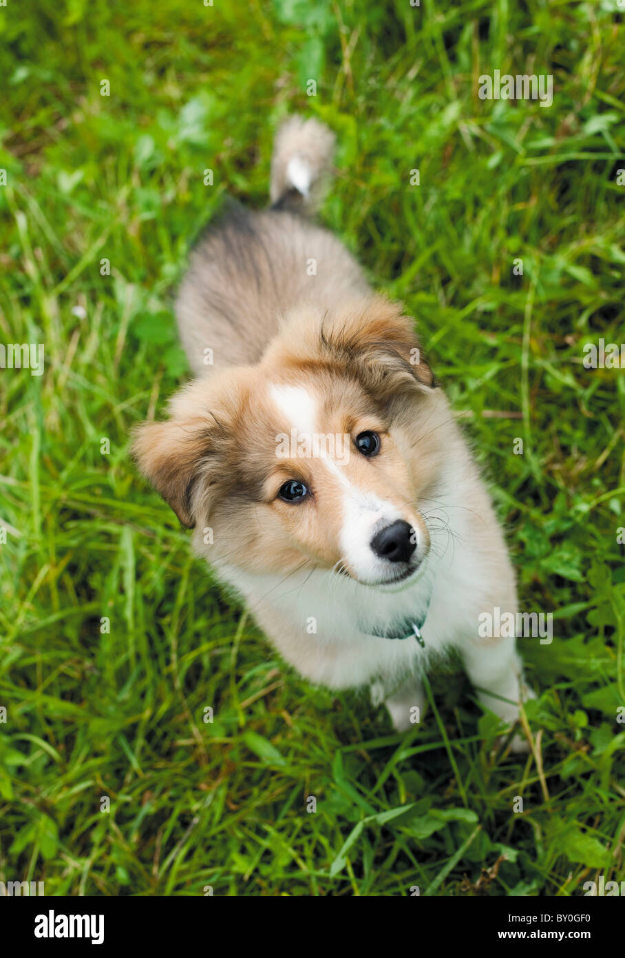 Sheltie dog - puppy standing on meadow Stock Photo - Alamy