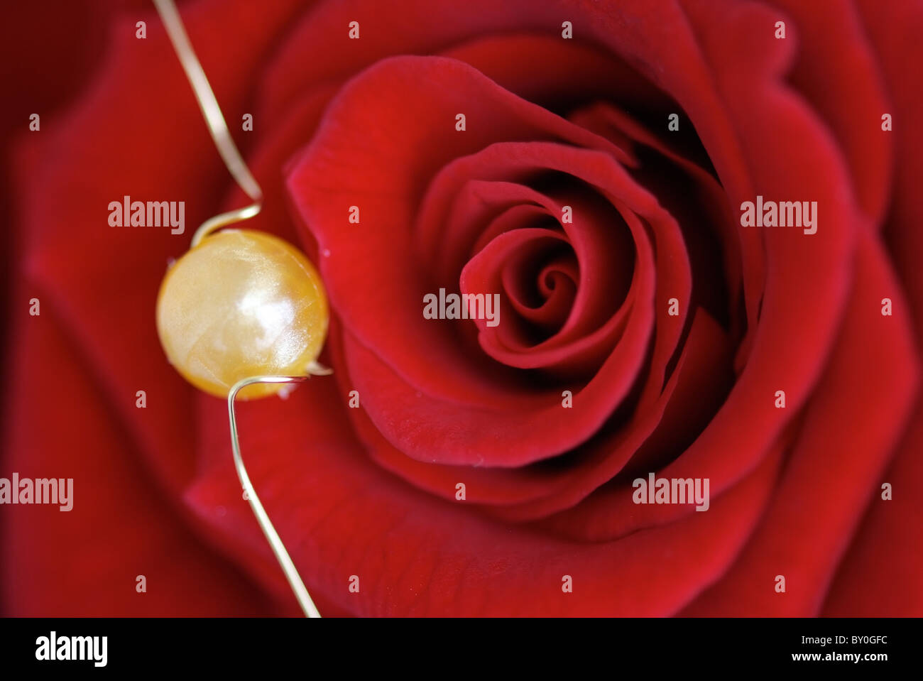 Closeup of a red rose, decorated with a pearl Stock Photo