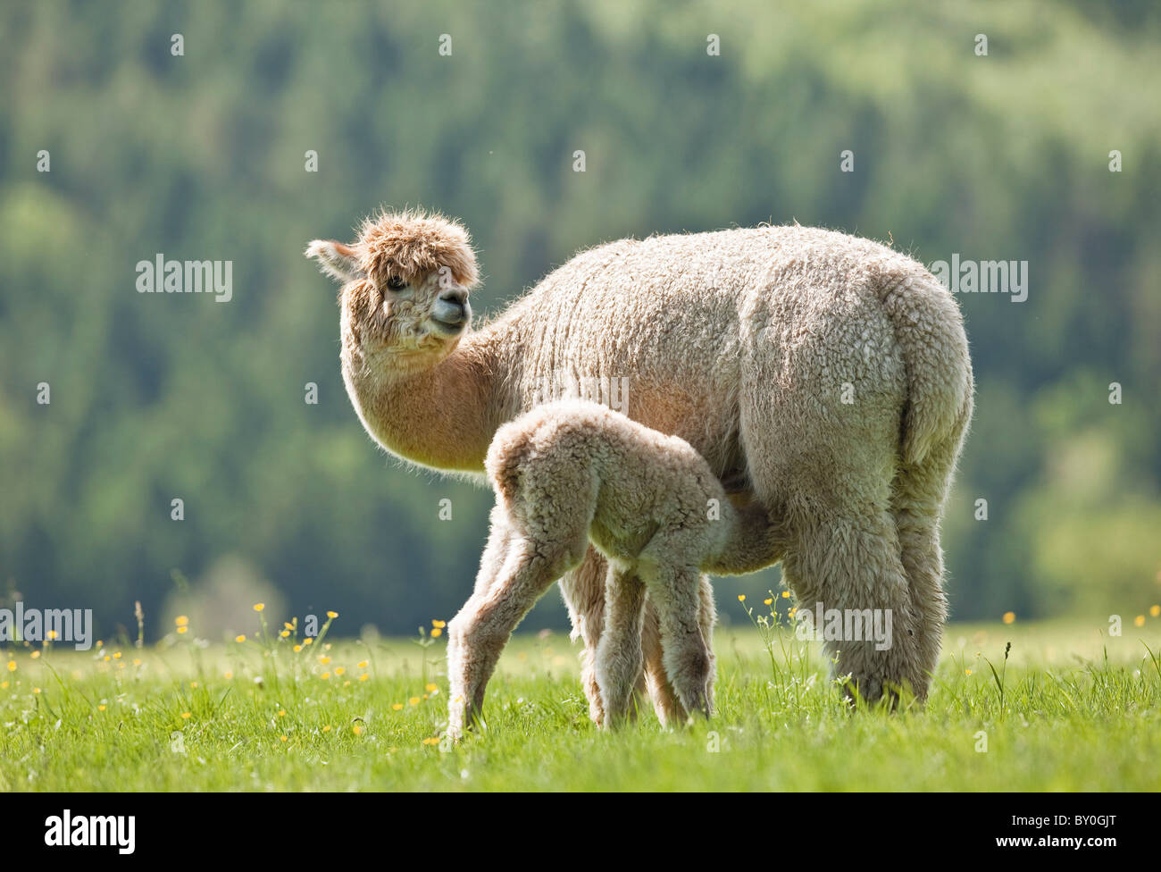 Alpaca suckling cub / Vicugna pacos Stock Photo