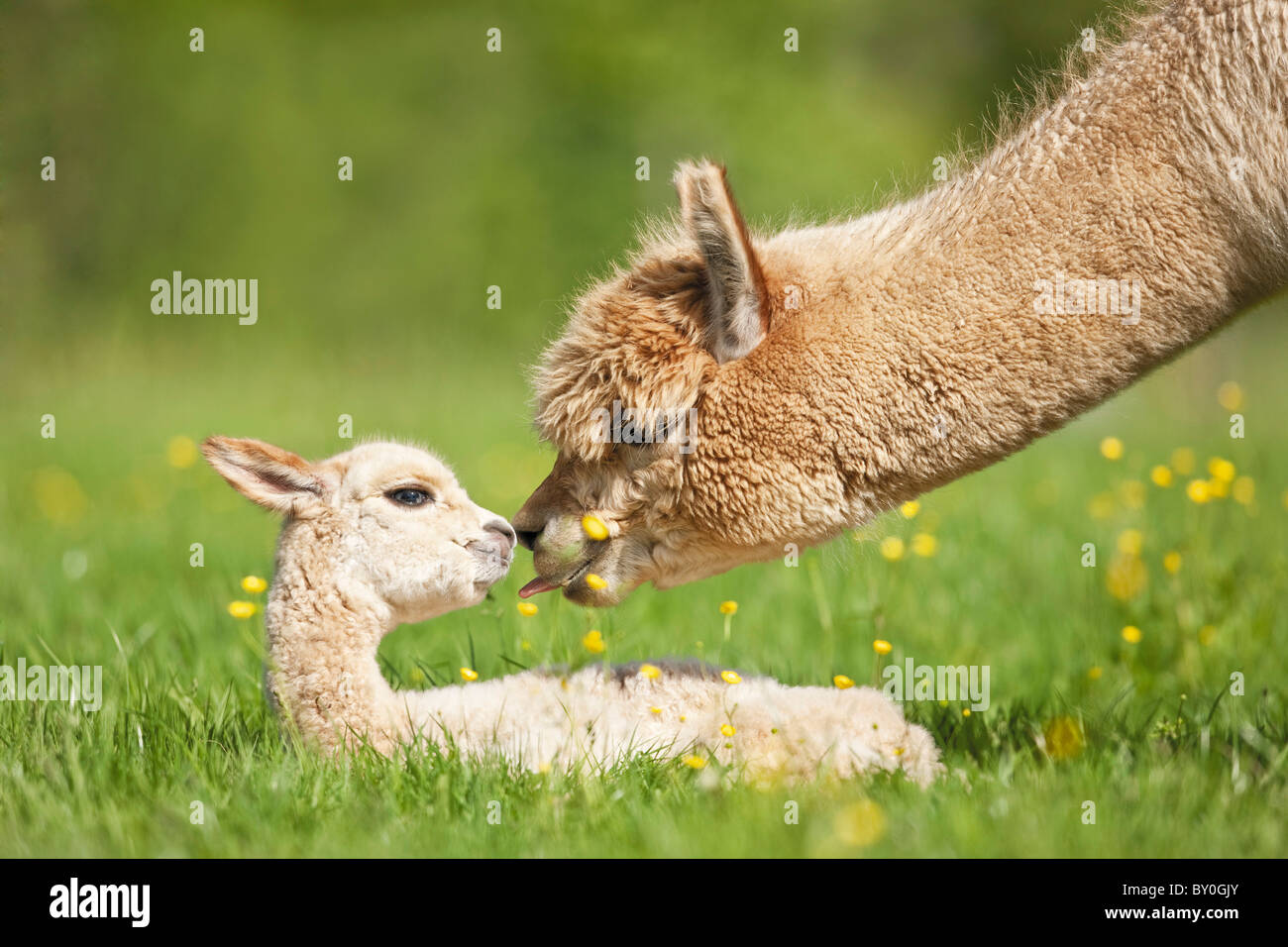 Alpaca (Vicugna pacos). Mother licking lying young Stock Photo