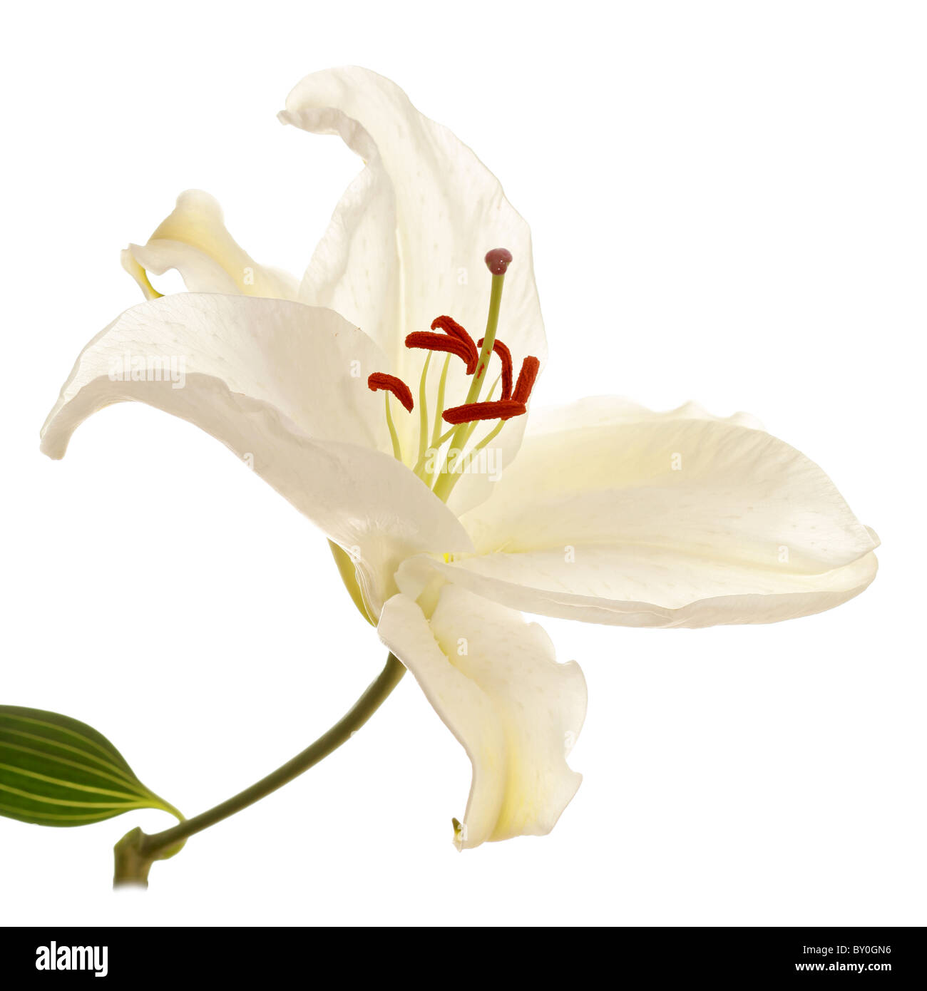 Single stem Easter Lily Stock Photo