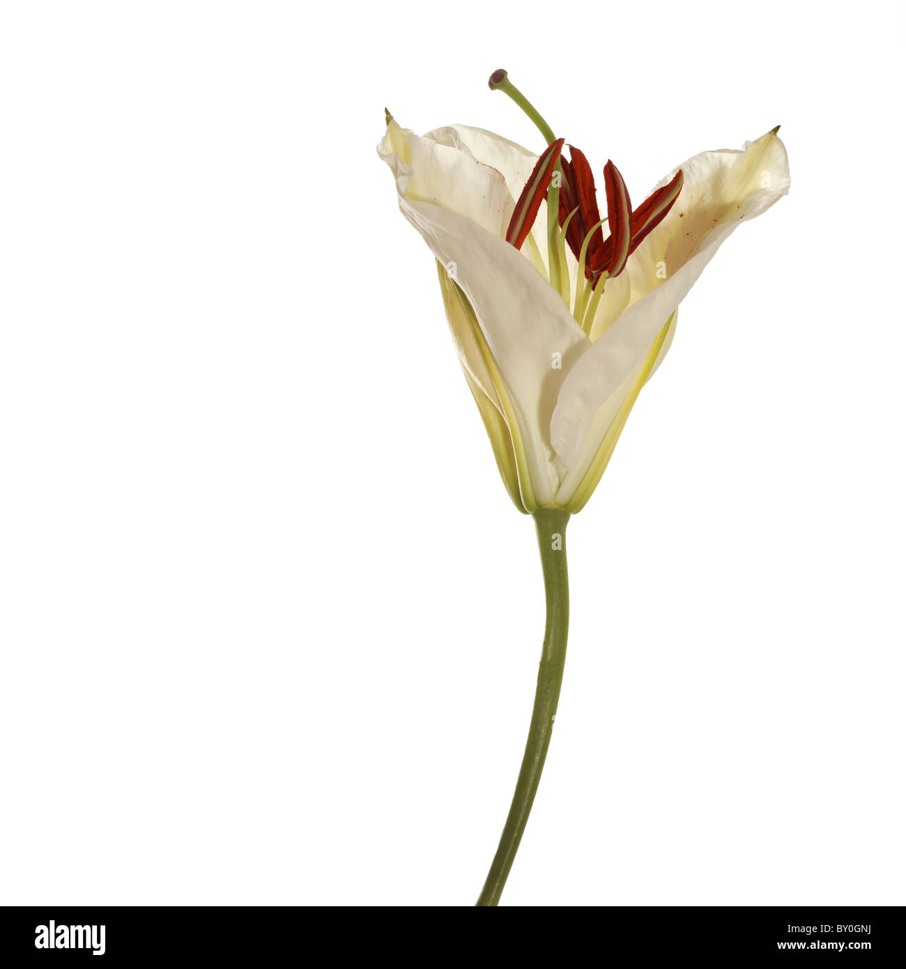 Single stem Easter Lily Stock Photo Alamy