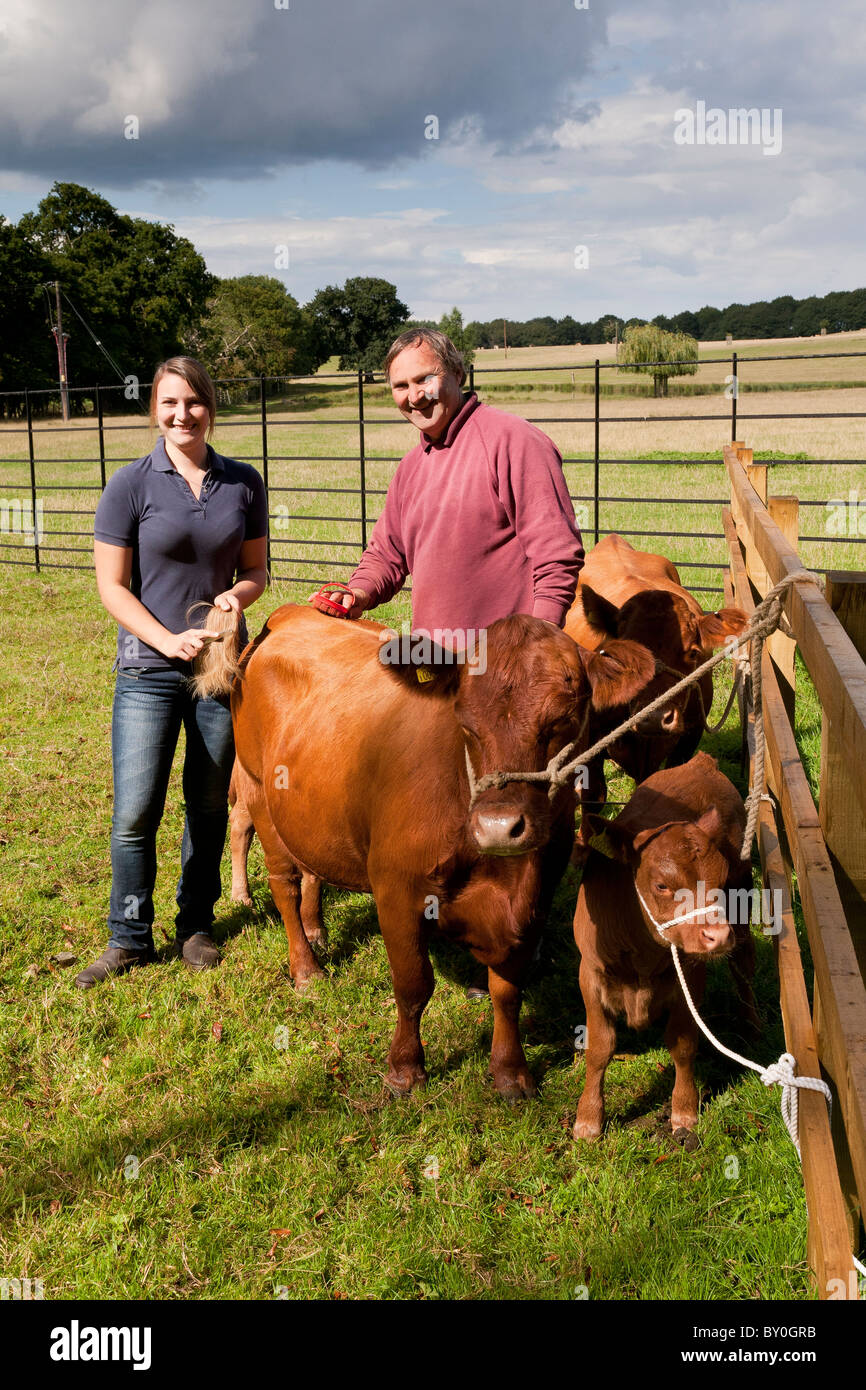 Two people grooming their Dexter cattle Stock Photo