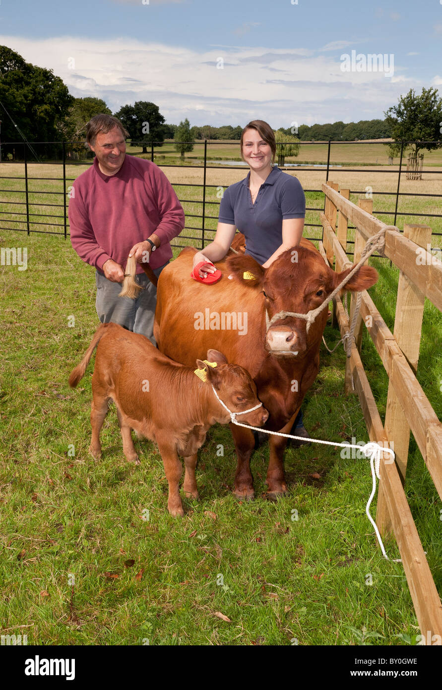 A father and daughter grooming their pedigree Dexter cow and calf Stock Photo