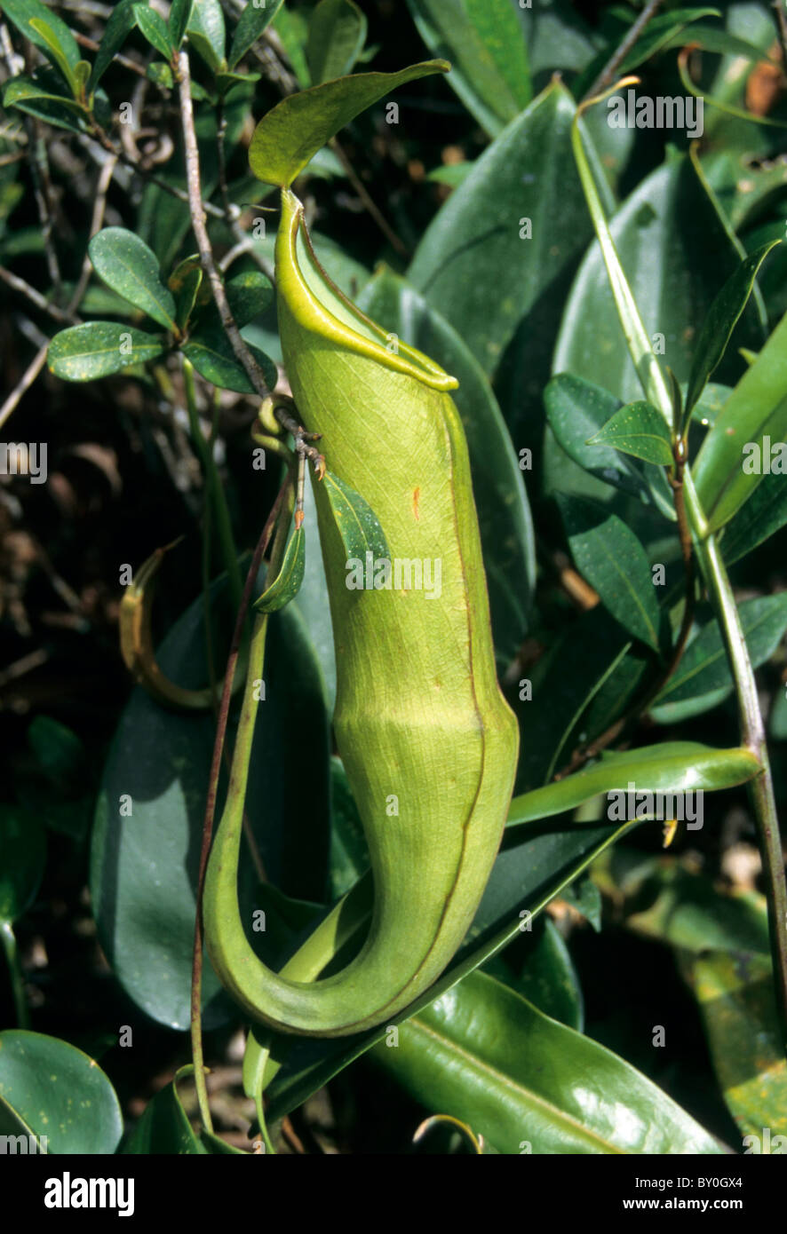 Pitcher plant (Nepenthes Stock Photo - Alamy
