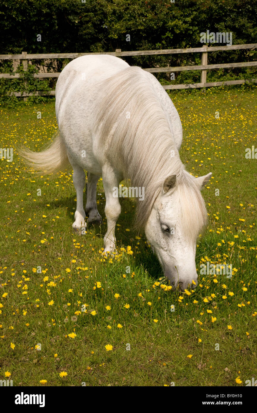 A white grey coloured pony grazing in a grass meadow with yellow flowers Stock Photo