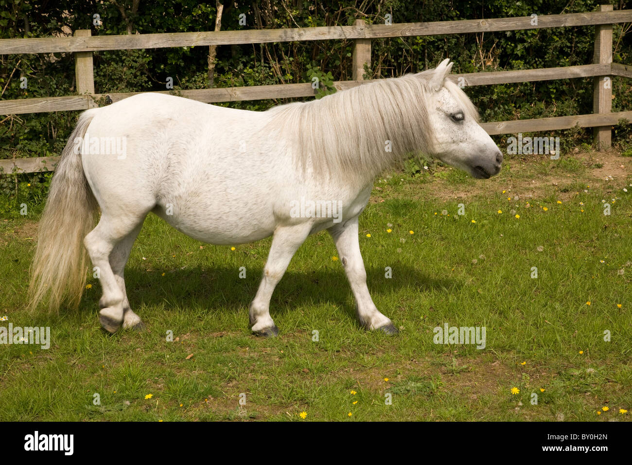 A white grey coloured pony walking across a grass paddock Stock Photo