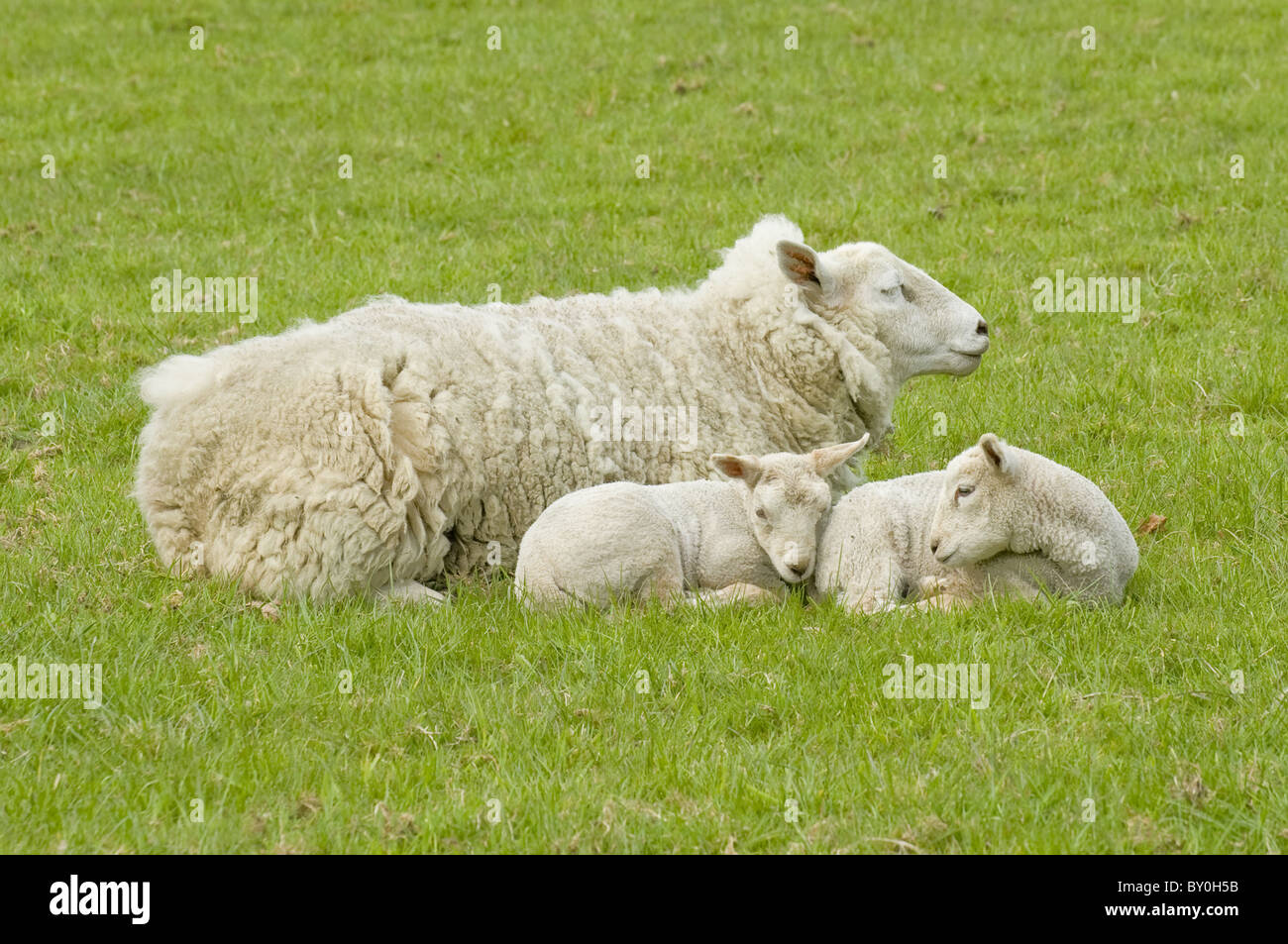 3 sheep laid together on farm field grass (sleepy ewe & two cute white lambs huddled & nestled close, resting & snoozing) - Yorkshire, England, UK. Stock Photo