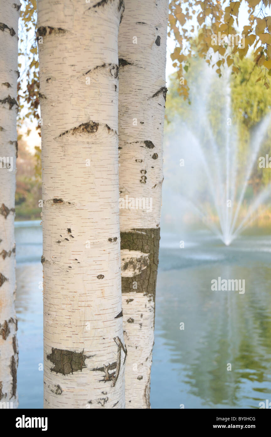 Birch trees in autumn Stock Photo - Alamy