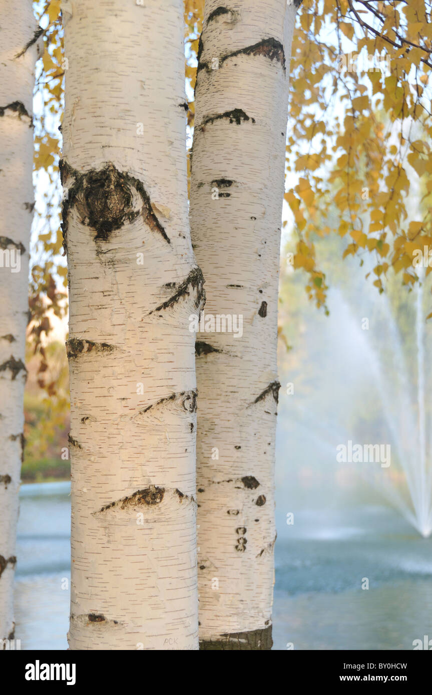 Birch Trees In Autumn Leaves High Resolution Stock Photography and ...