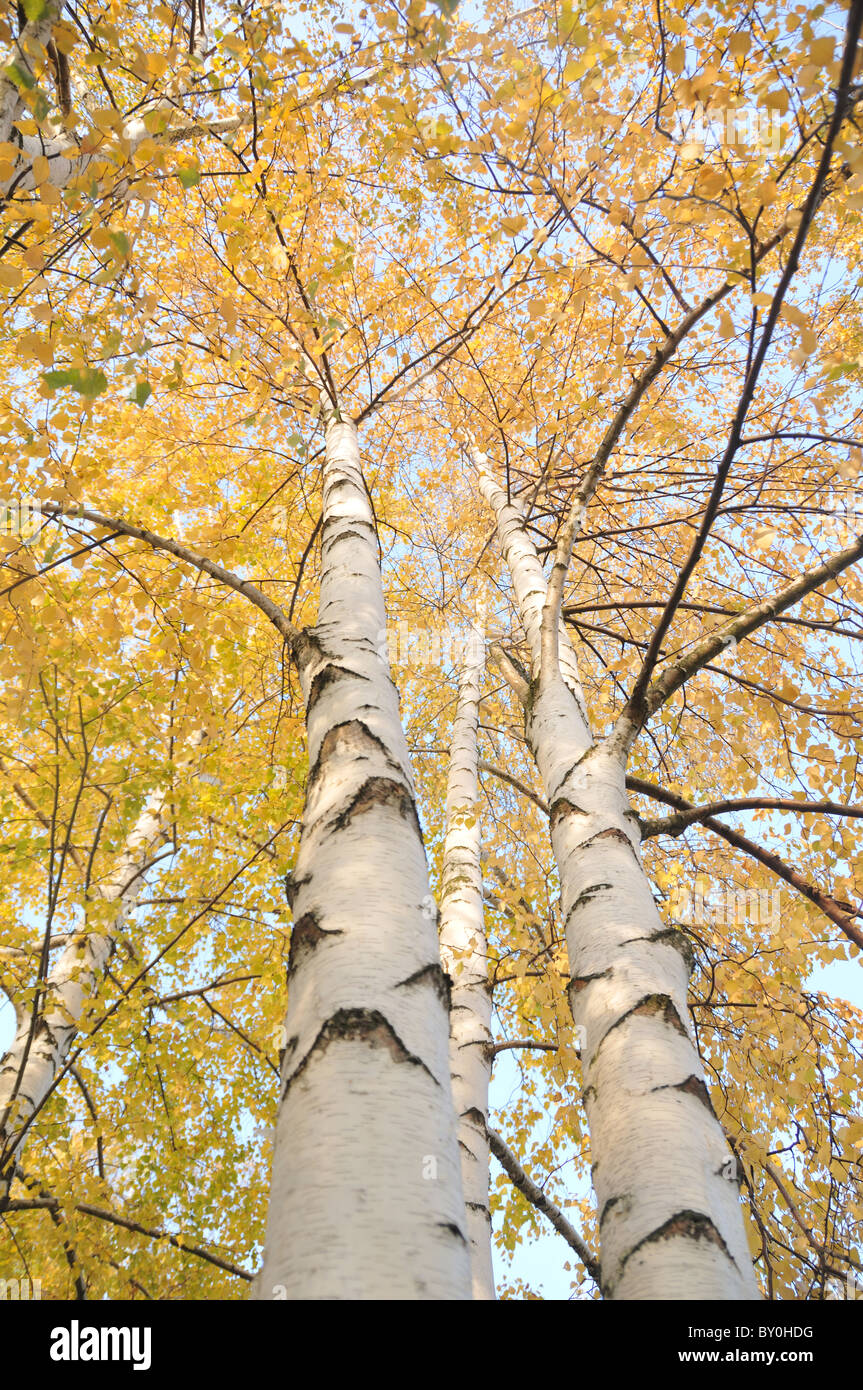 Birch Trees In Autumn Stock Photo Alamy