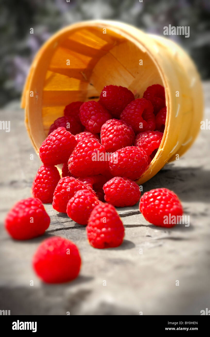 Punet of fresh picked raspberries Stock Photo