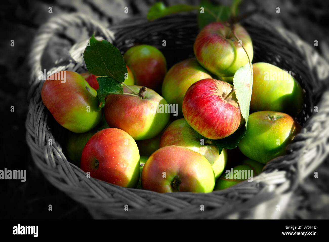 Fresh organic apples harvested in a basket in an apple orchard Stock Photo