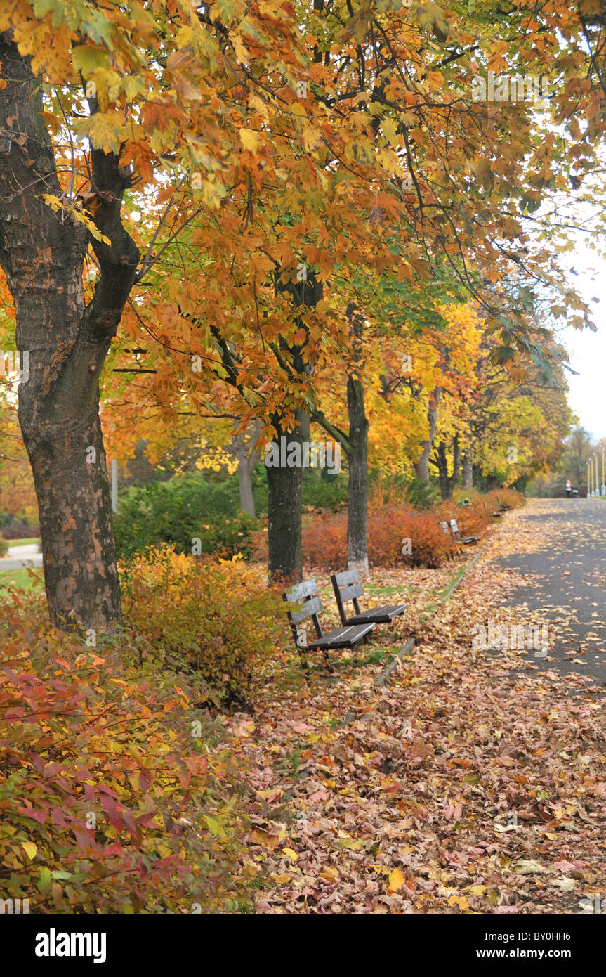 Leaves colorful colors colours hi-res stock photography and images - Alamy