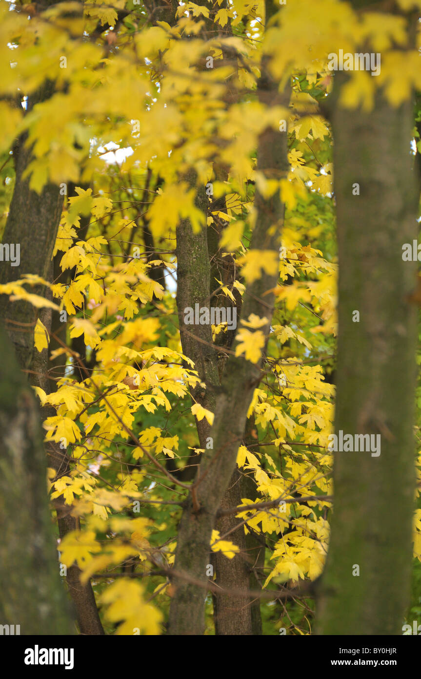 Trees in yellow autumn colours colors Stock Photo - Alamy