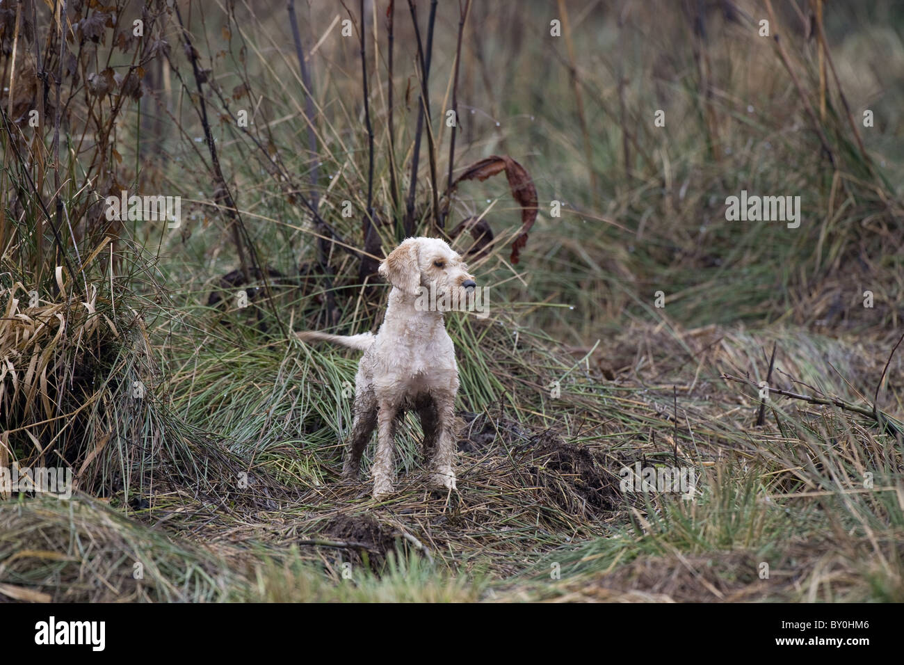 Cockapoo dog jumping hi-res stock photography and images - Alamy
