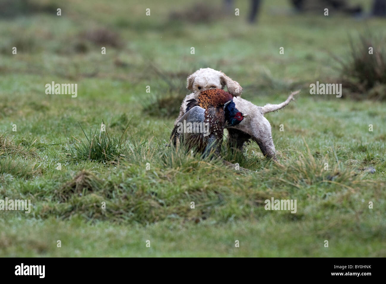 Cockapoo retrieving a pheasant on a shoot day Stock Photo - Alamy