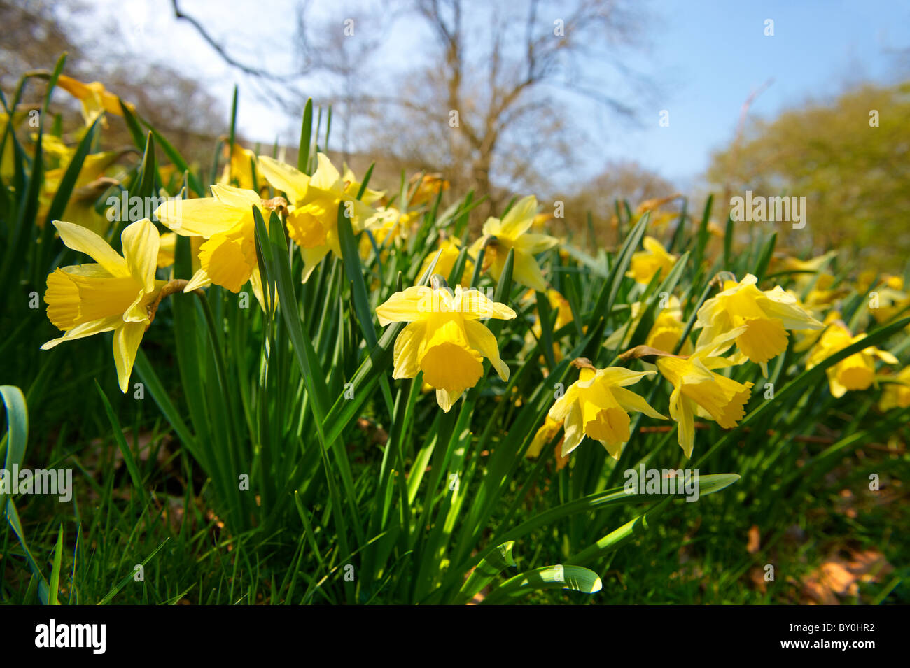 Narcissus pseudonarcissus (commonly known as wild daffodil or Lent lily) in the North Yorks Moors National Park at Farndale Stock Photo